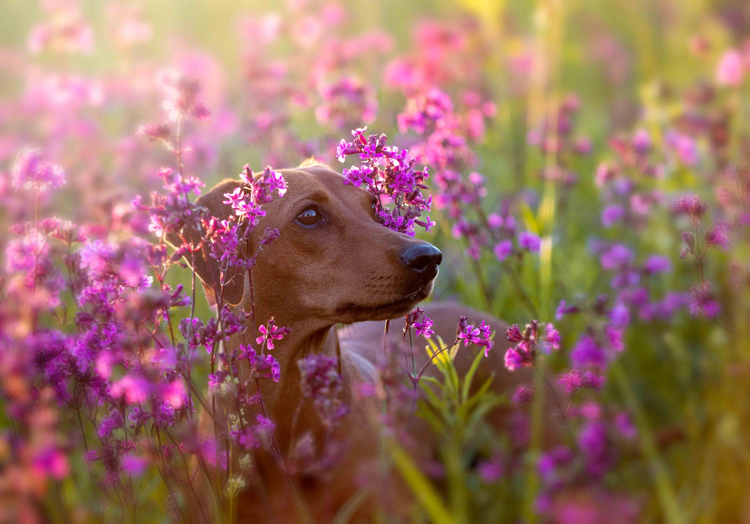 Собаки. Портретная и свадебная фотосъемка. Москва и область