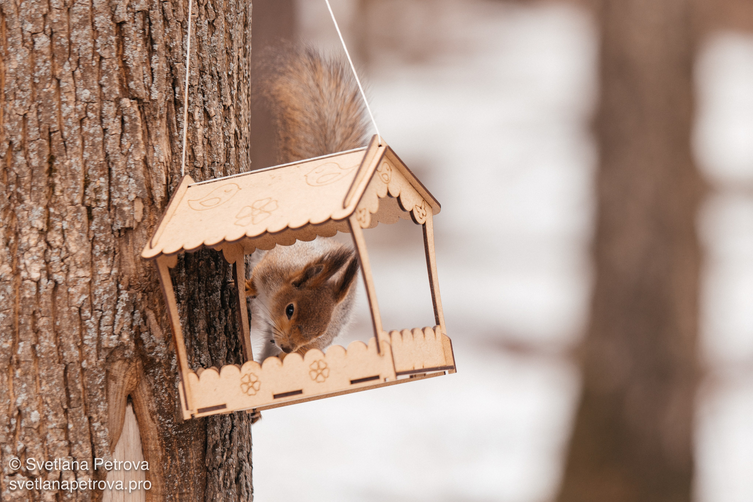Белочки. Весна 2026. Фотограф Светлана Петрова