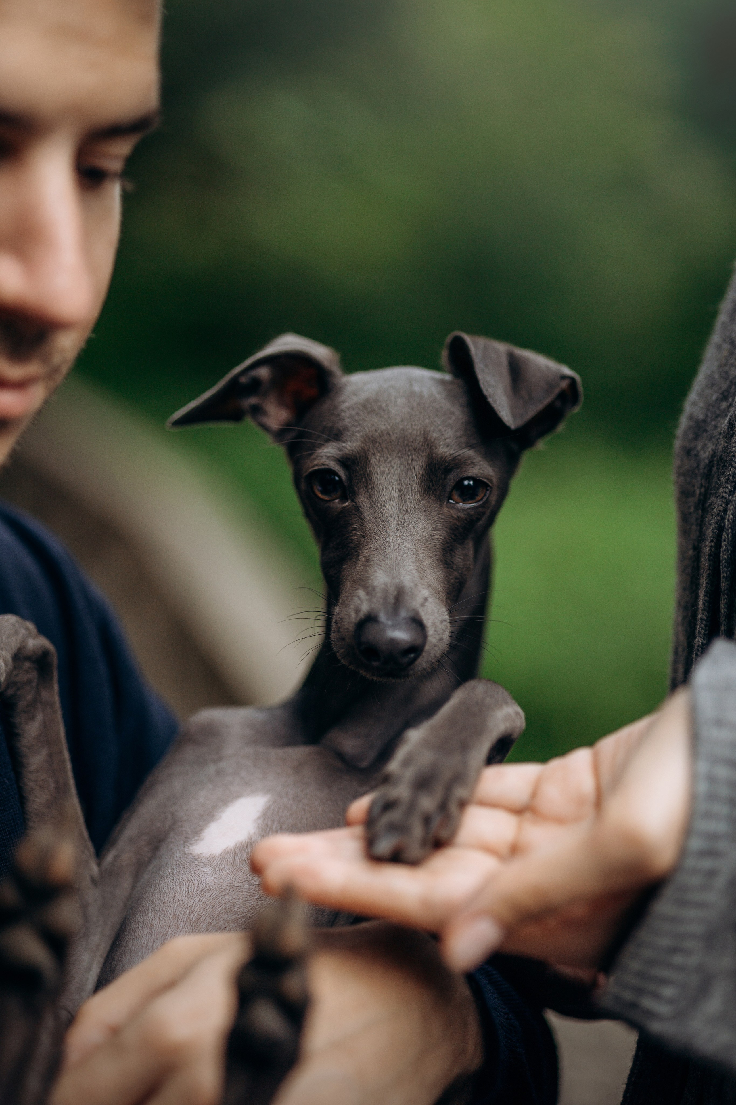 Лучик и ее семья. Фотограф — Анималист | Санкт-Петербург
