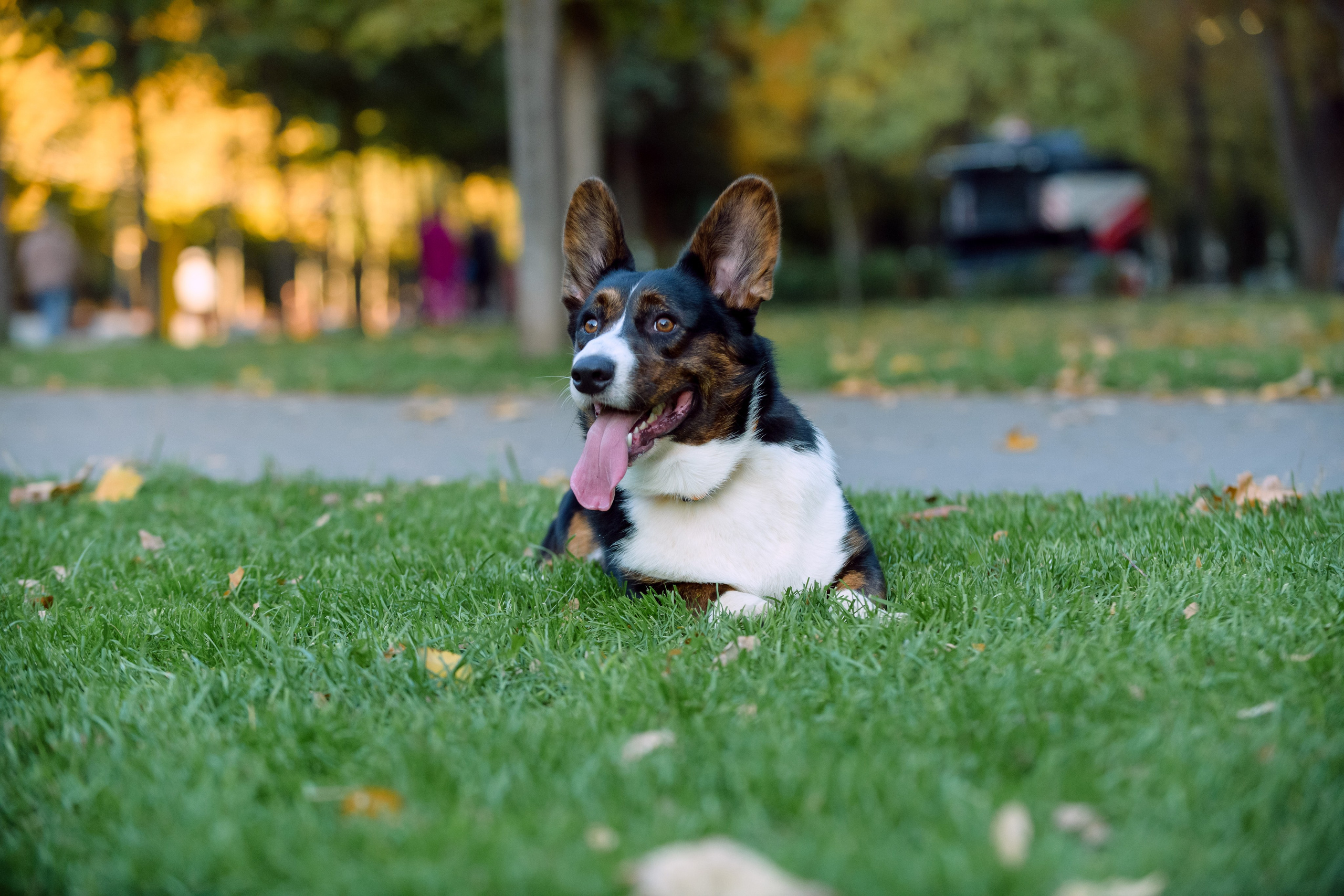 Оля и Ваня с собаками. Фотограф в Ростове-на-Дону Маркер Елена