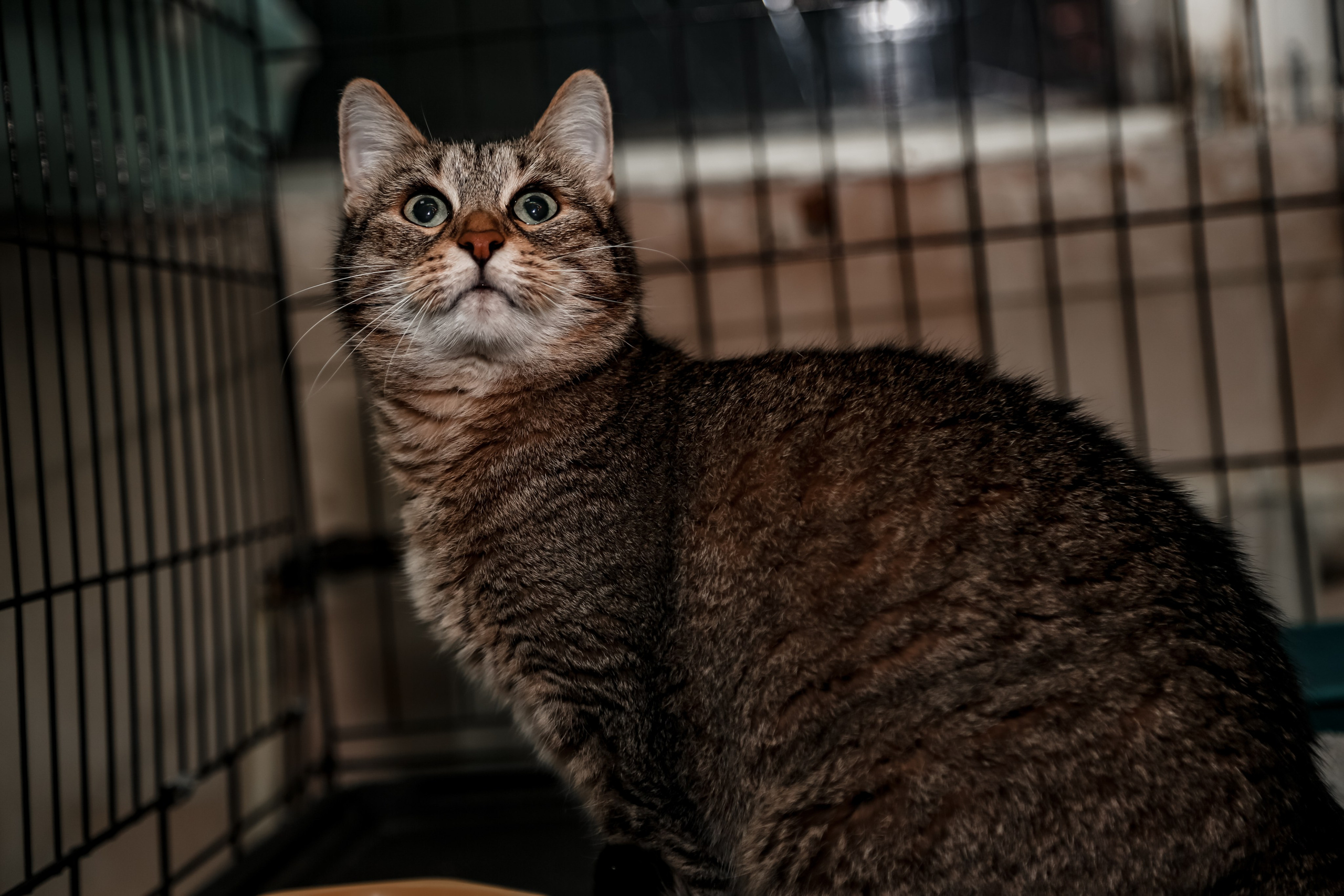 Приют Кошкин Дом Филимоша. Ваш фотограф в Оренбурге Рощупкина Екатерина