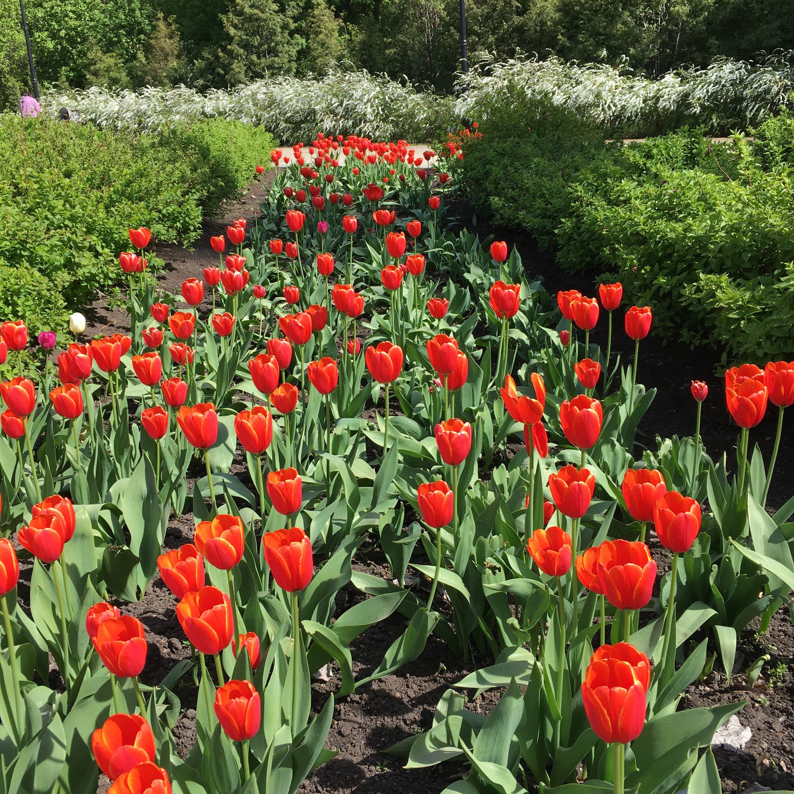 Солнечный. Фотограф в Санкт-Петербурге Березовский Даниил