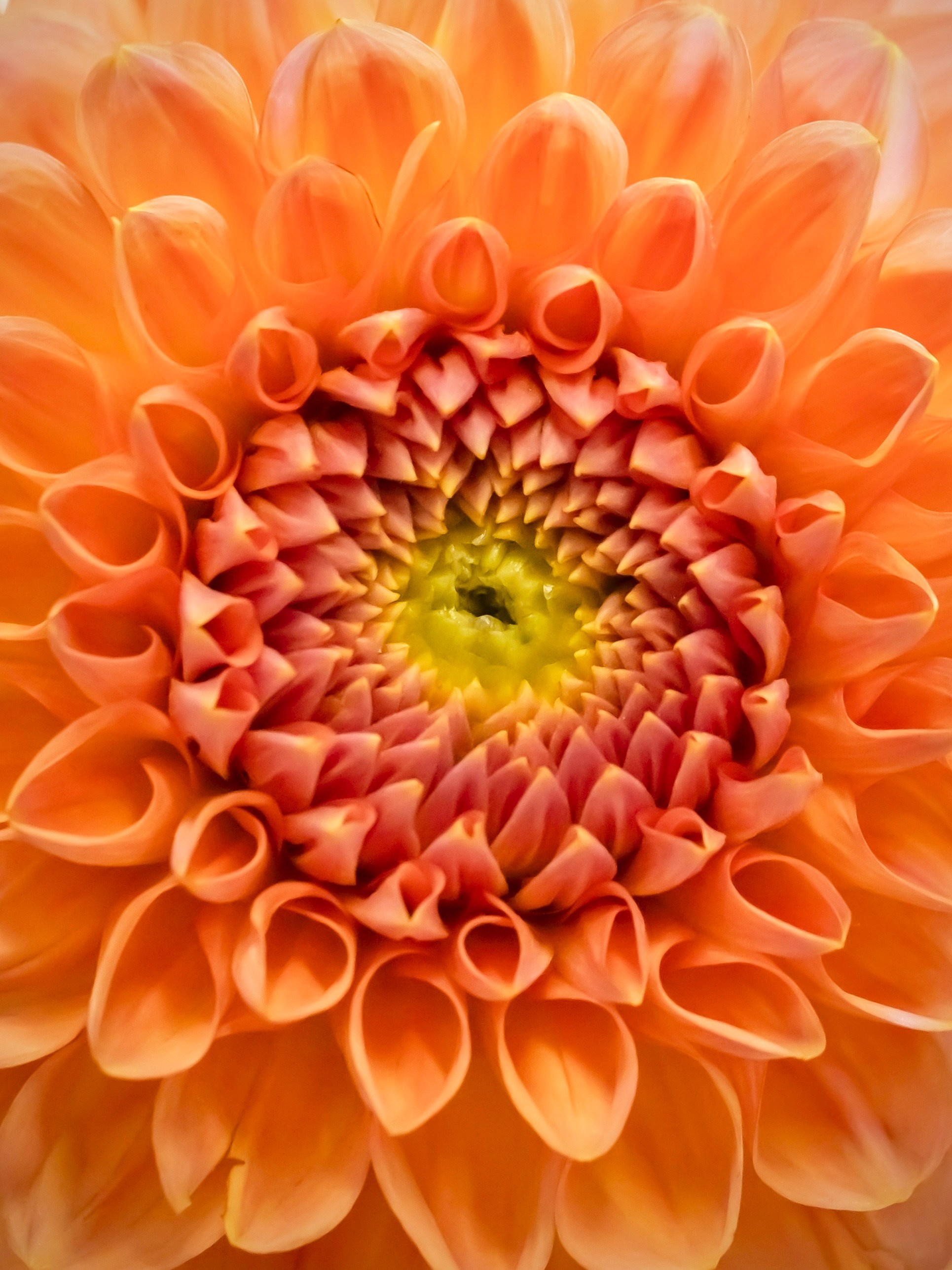 Цветы-Экспо 2023. Фотосессии и репортаж — Фотограф в Москве — Рина Серёгина