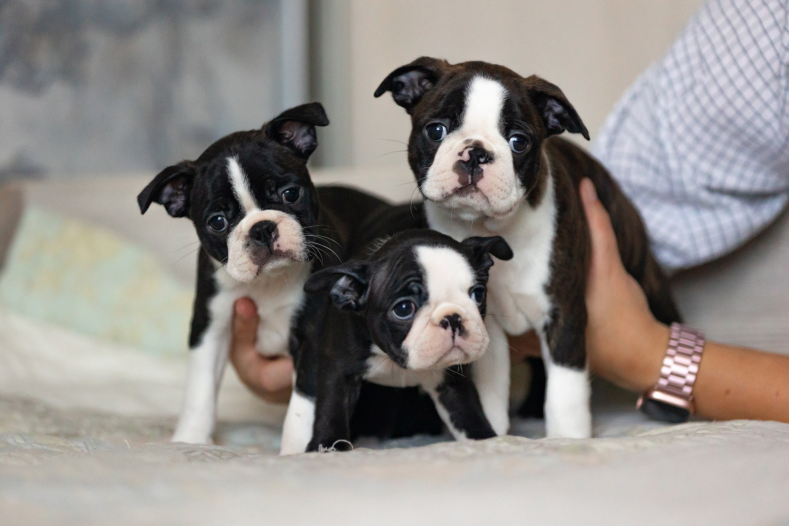 Собаки. Конный фотограф Валынкина Лера