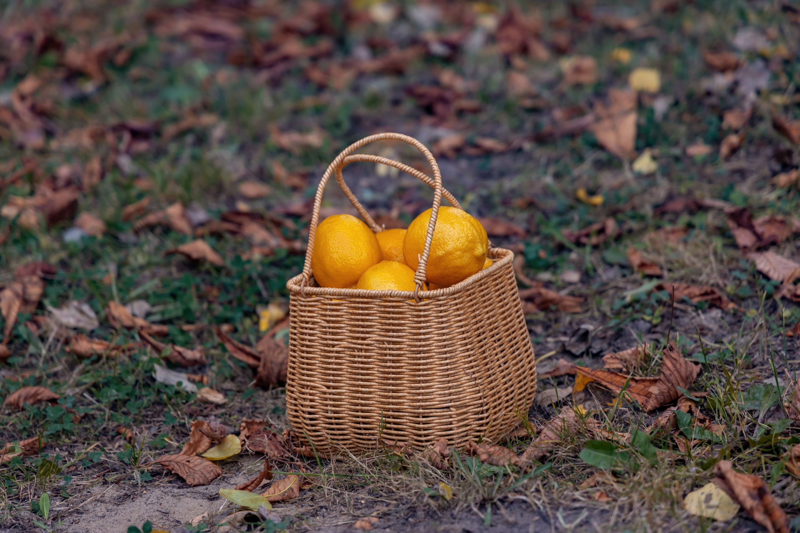 Жёлтая осень и ретро-велосипед. Репортажный, семейный и студийный фотограф в Москве Демин Алексей