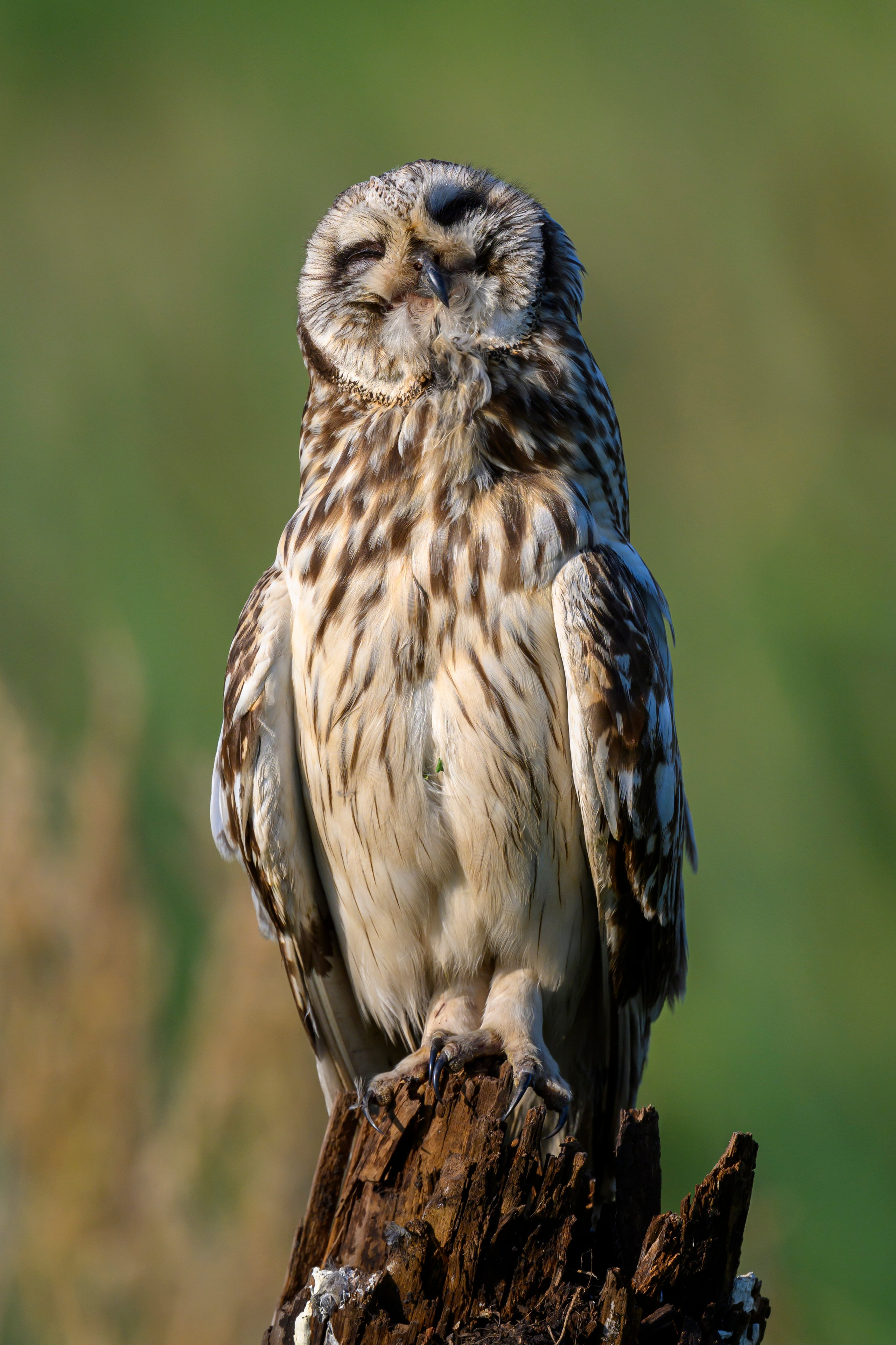 Short eared owl. Wildlife photography by Sergey Puponin