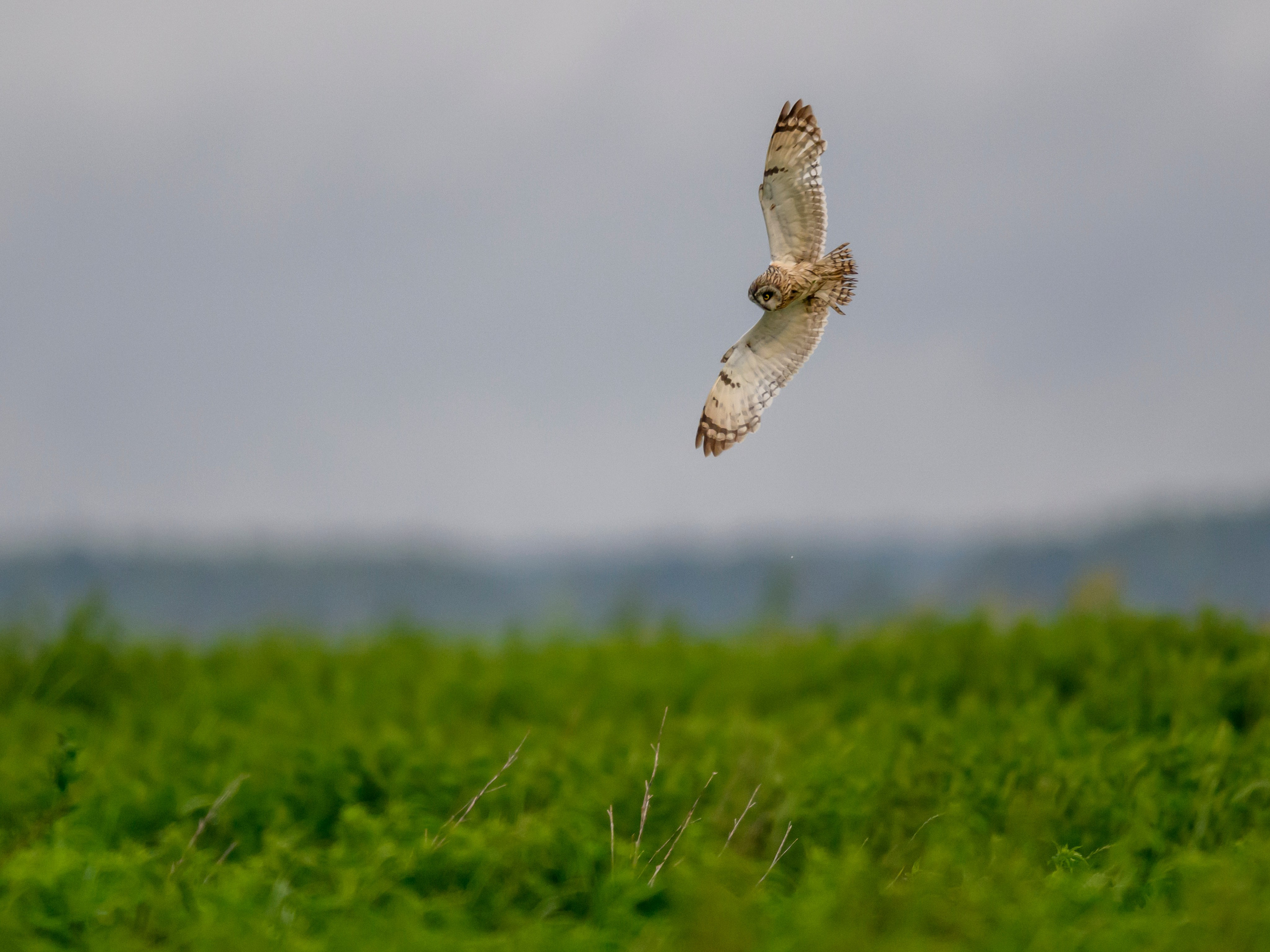 Short eared owl. Wildlife photography by Sergey Puponin