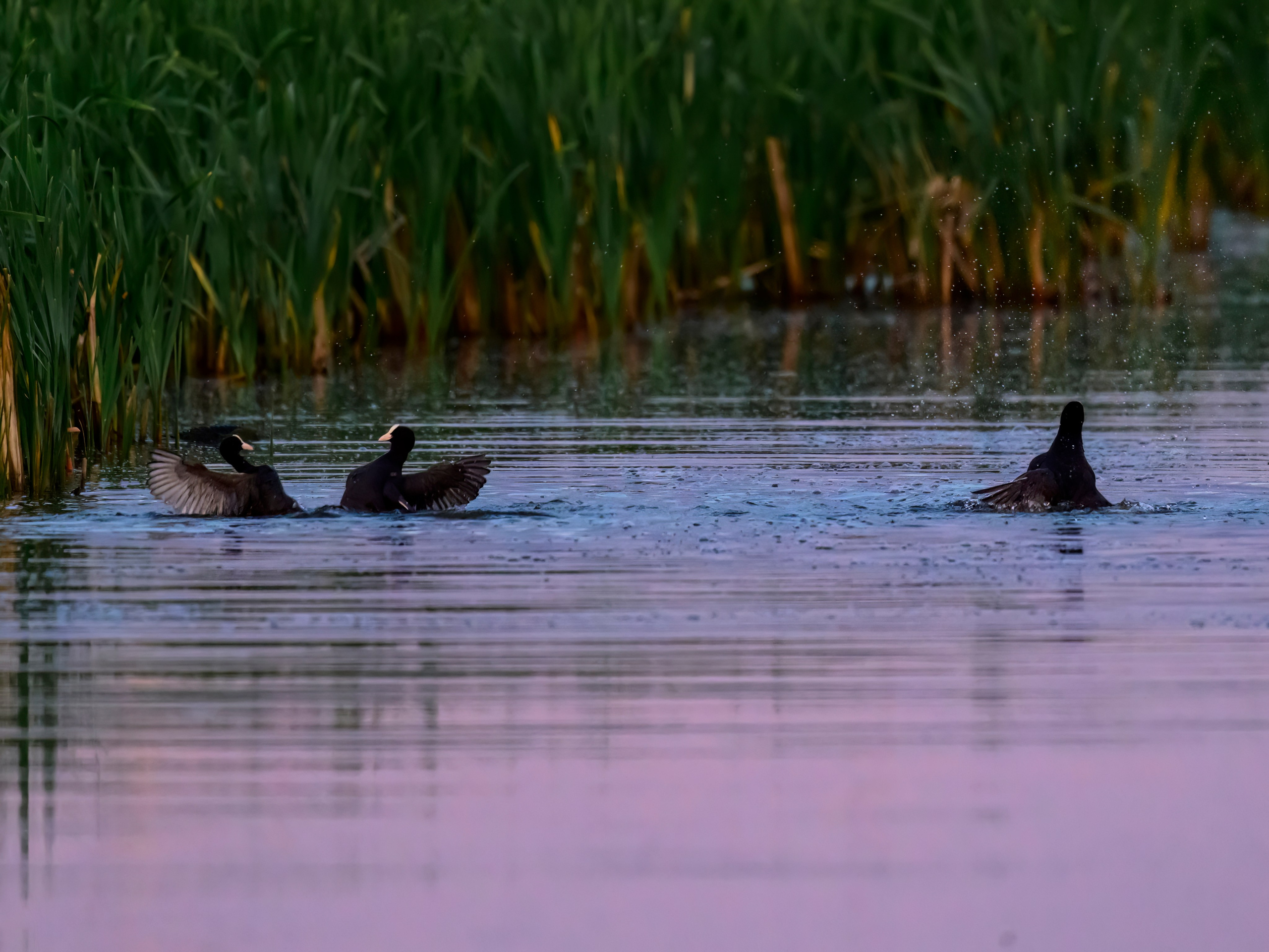 Драки лысух и лунь. Wildlife photography by Sergey Puponin