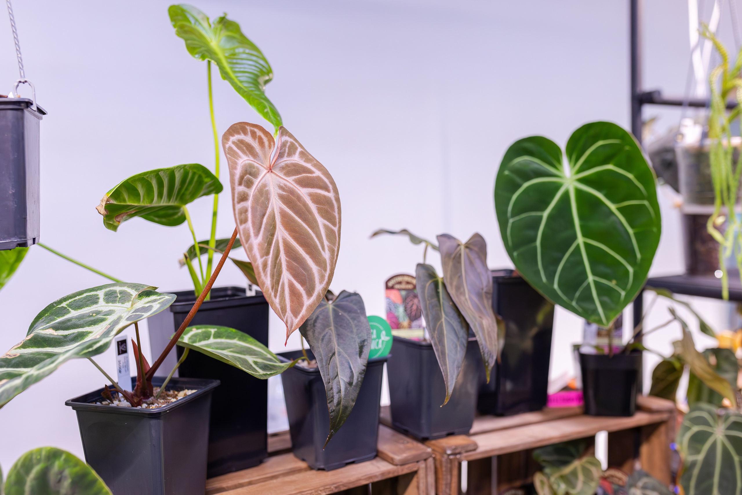 Монстериум апрель 2026. Александра Куликова фотограф, Москва