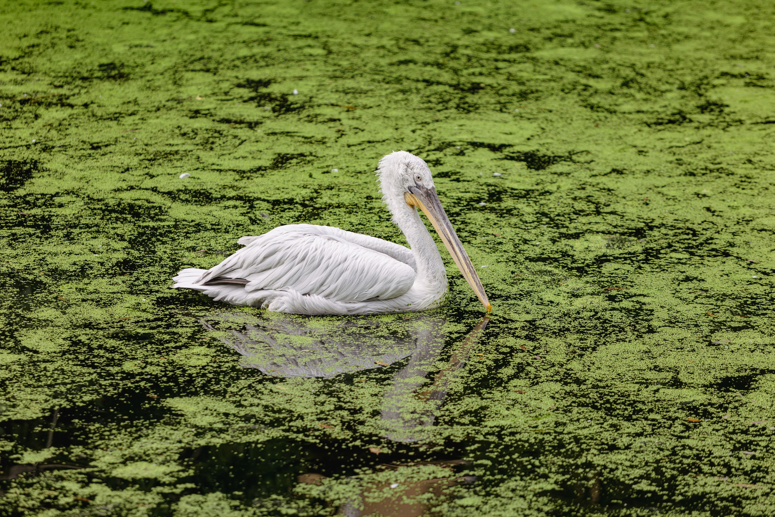 Московский зоопарк. Photographer Sonkina Tatiana (Tanya Ash)