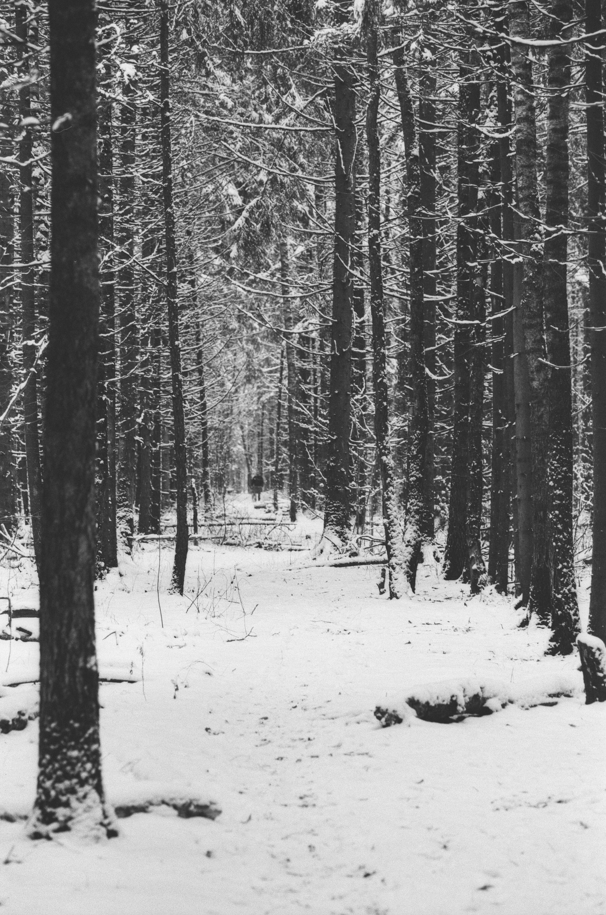 Contax N1 / Carl Zeiss Makro Sonnar 100 mm f/2.8 / Давыдовское