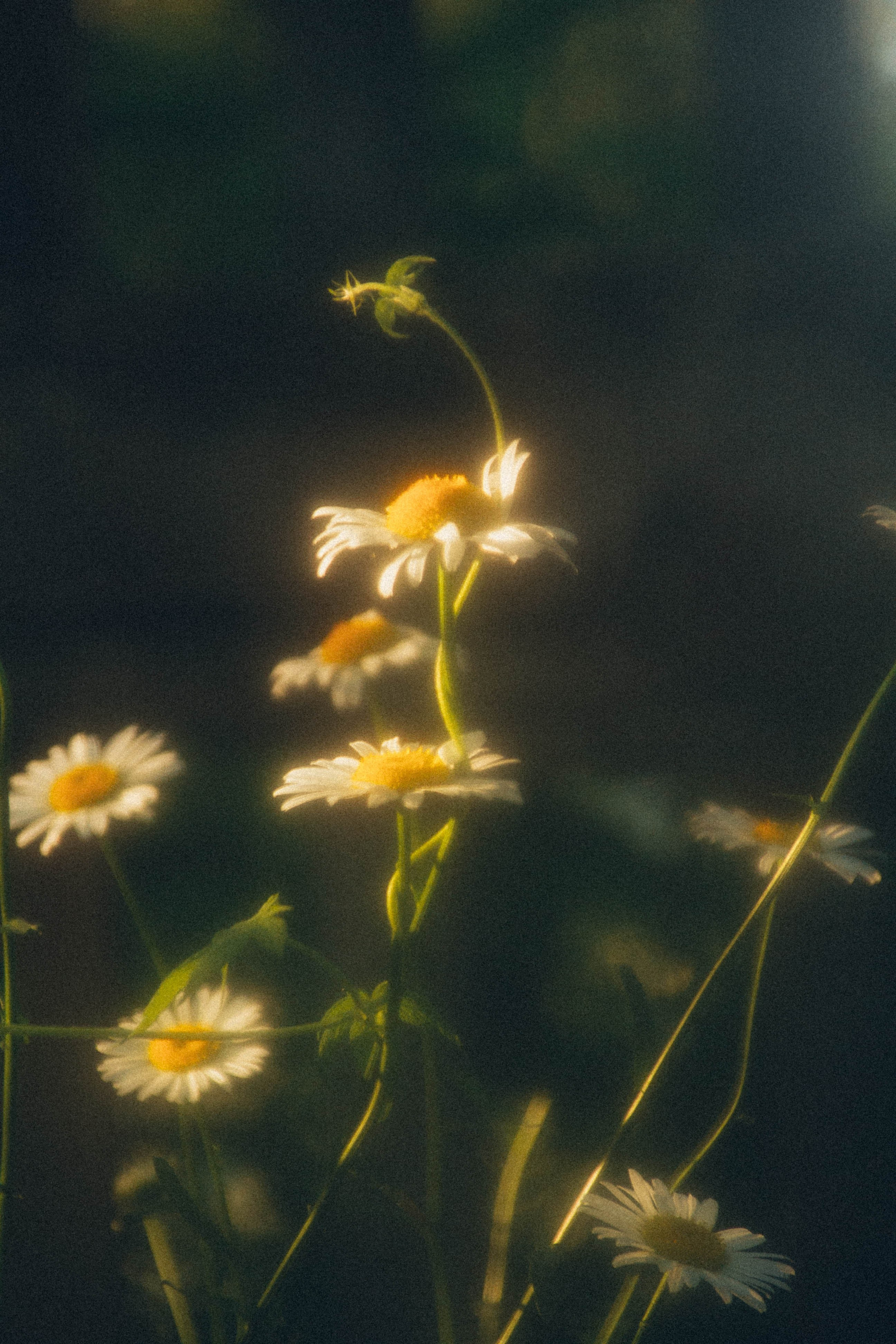 Природа. Darinishna Фэнтези-фотограф Хабаровск