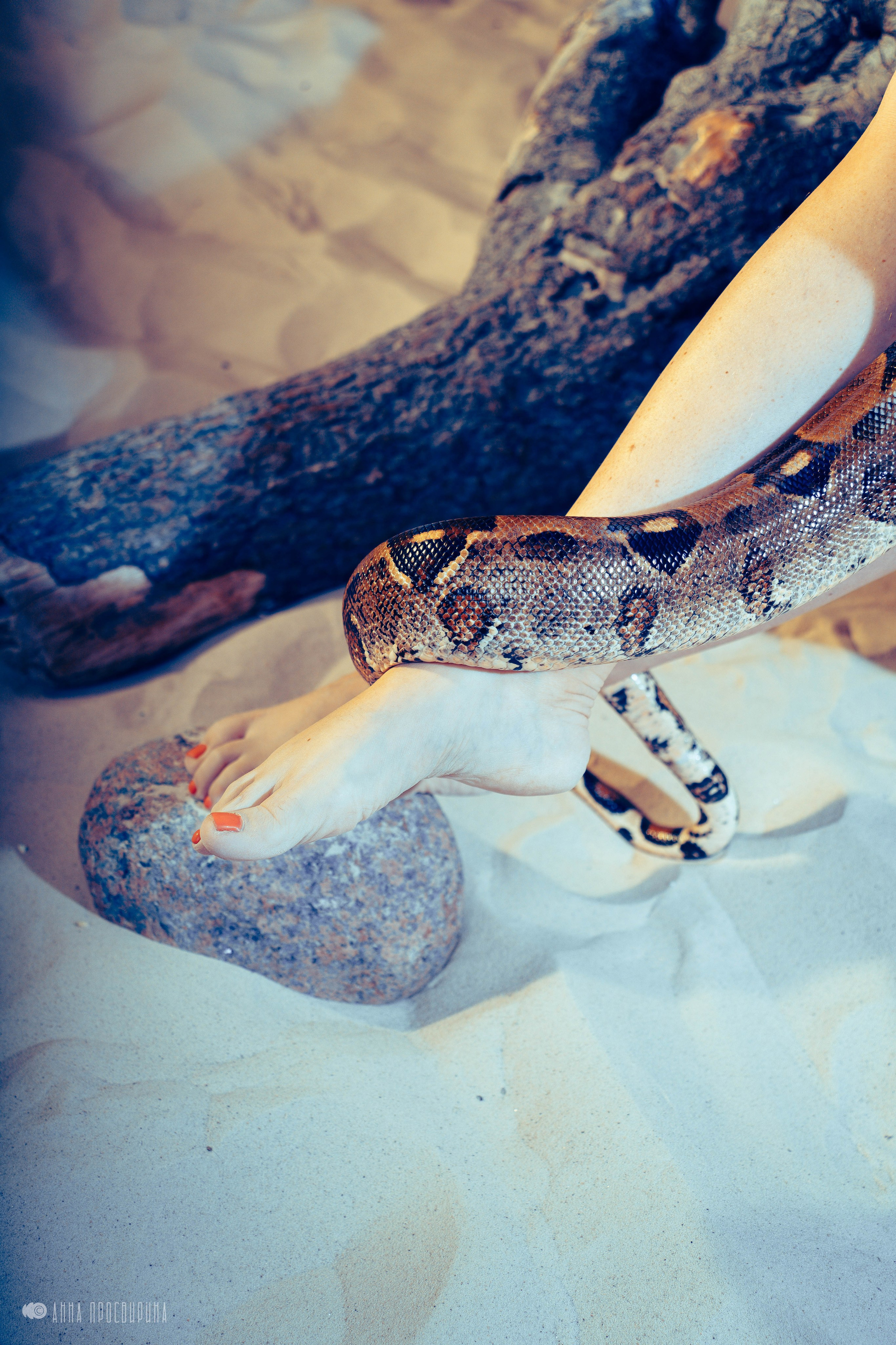 Новогодняя съемка с символом года для проекта Dolce Donna. Ваш фотограф в Санкт-Петербурге Анна Просвирина