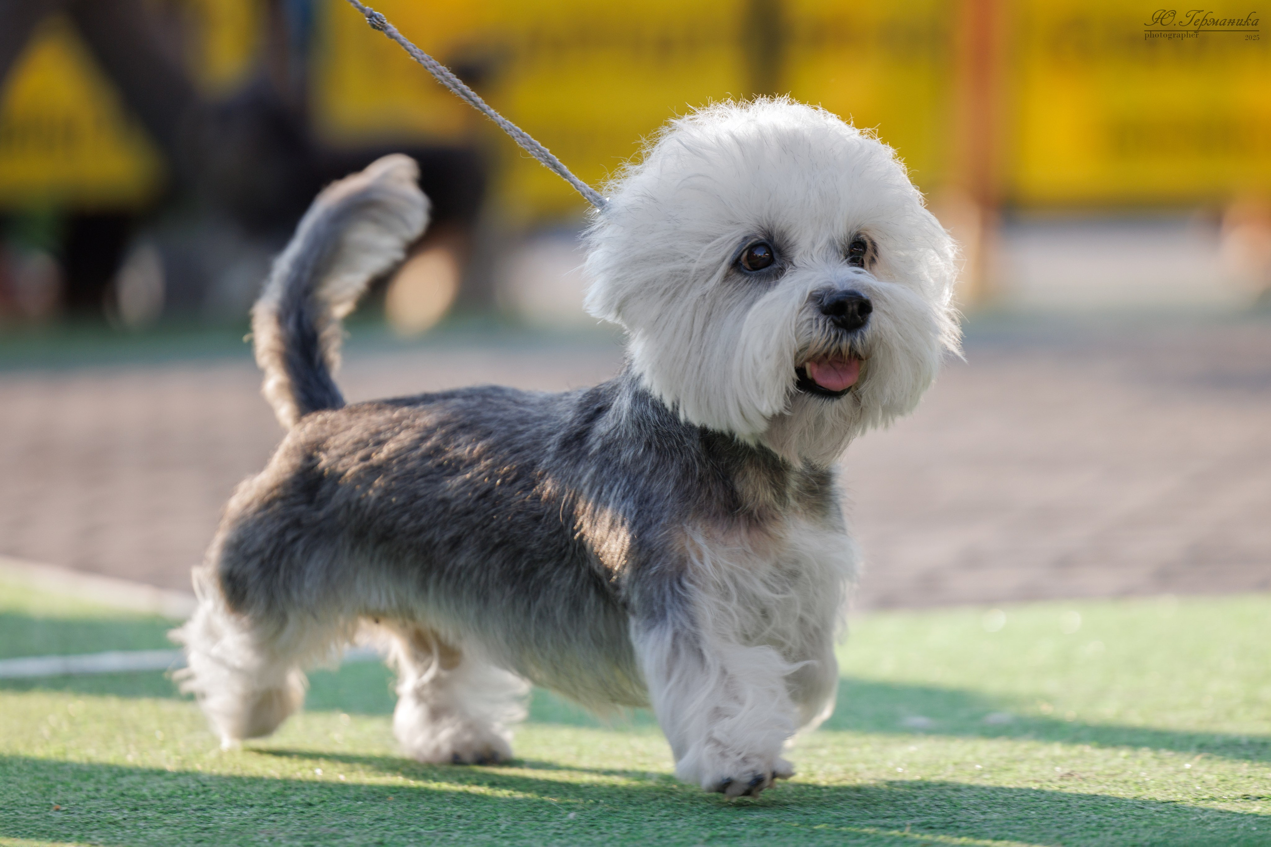 Калининград 25-27.07 Волгоград 1-3.08 2025. Фотограф-анималист Юлия Германика