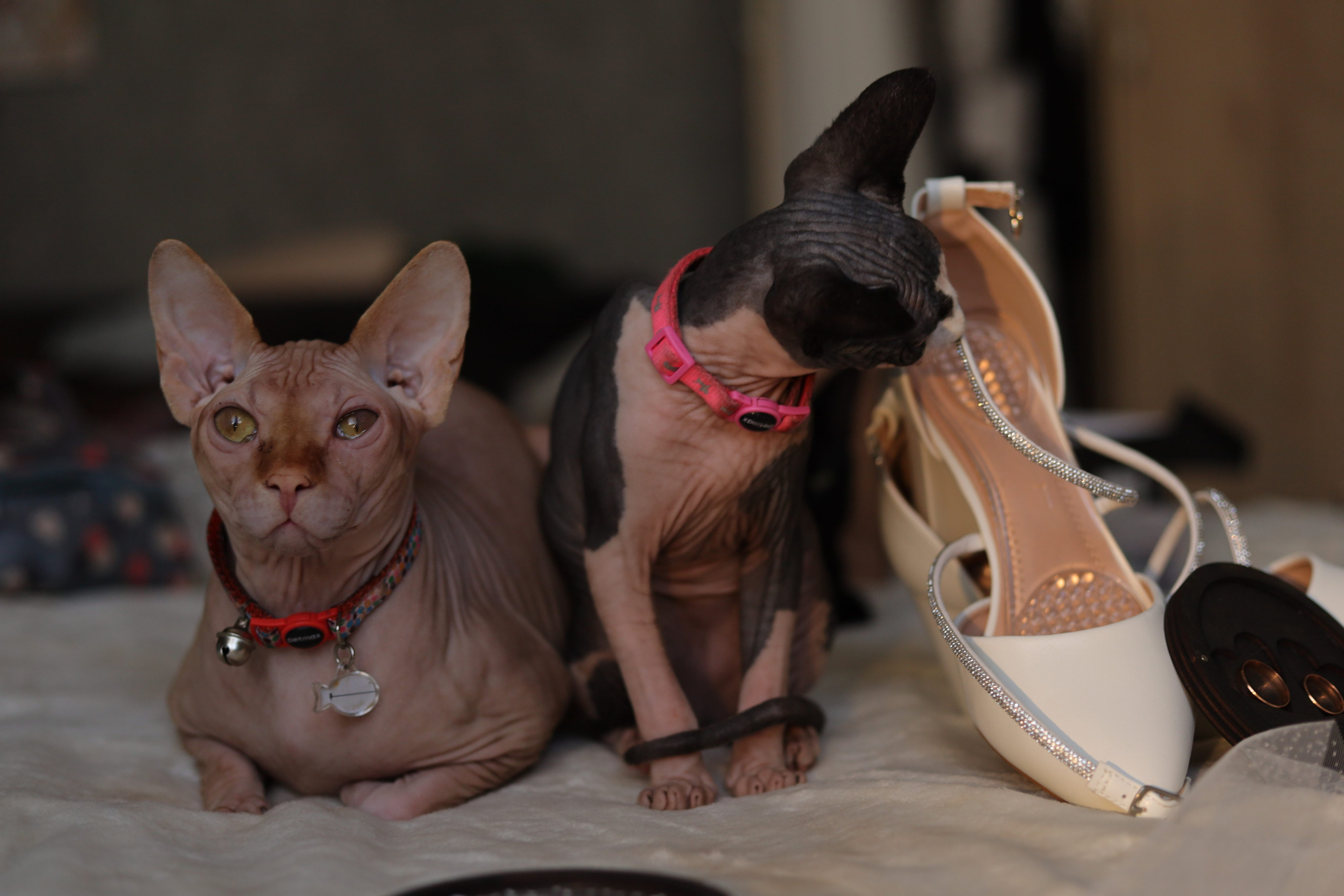 Егор&Ирина. Фотограф Надежда Гольцева