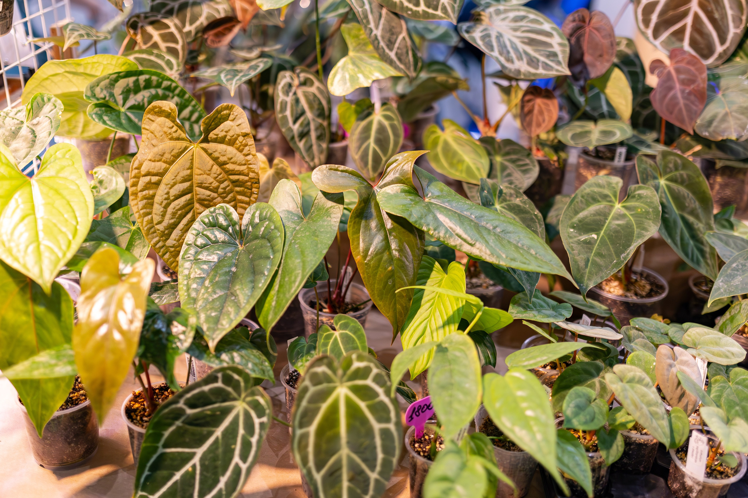 Орхидиум сентябрь 2025. Александра Куликова фотограф, Москва