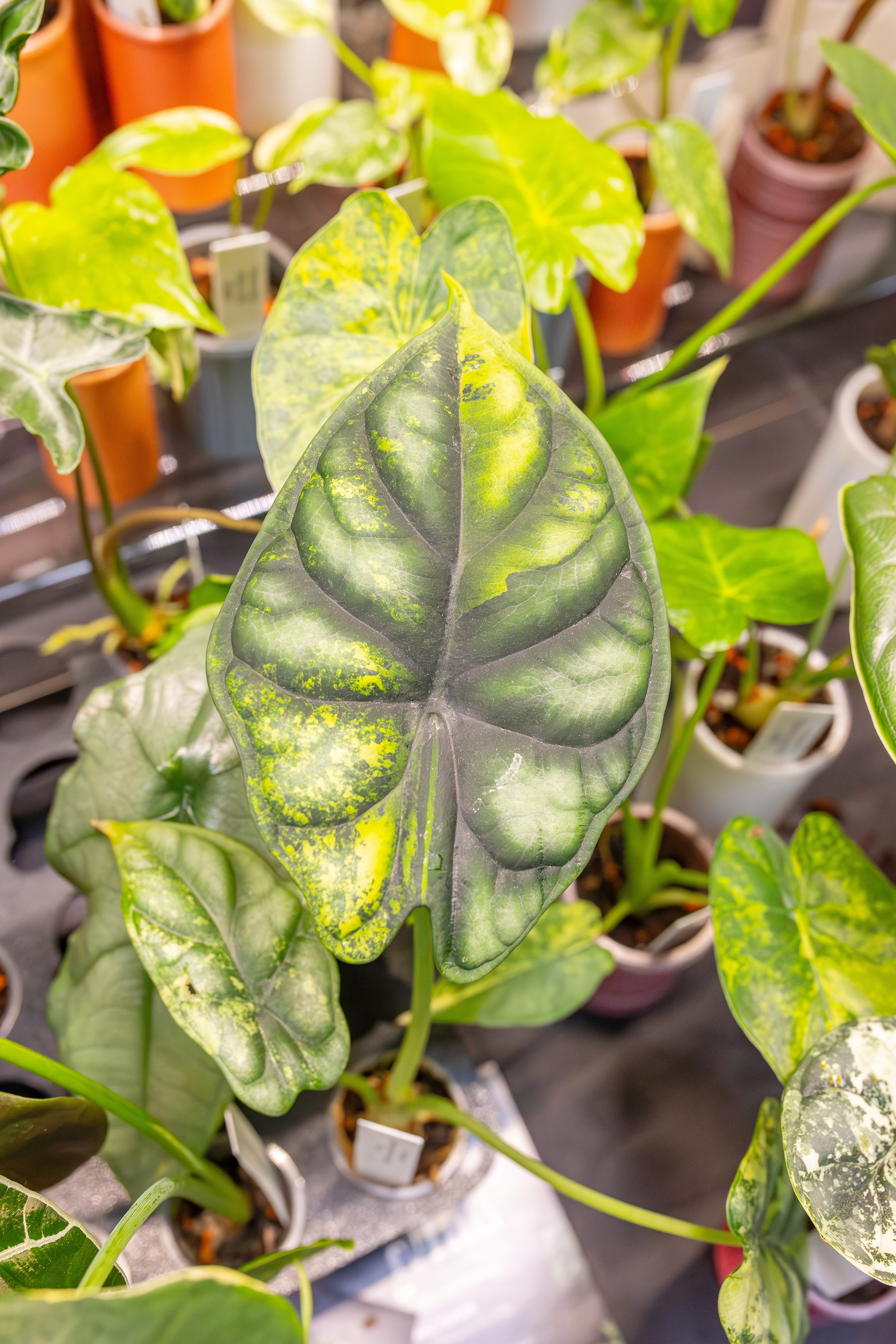 Монстериум апрель 2026. Александра Куликова фотограф, Москва