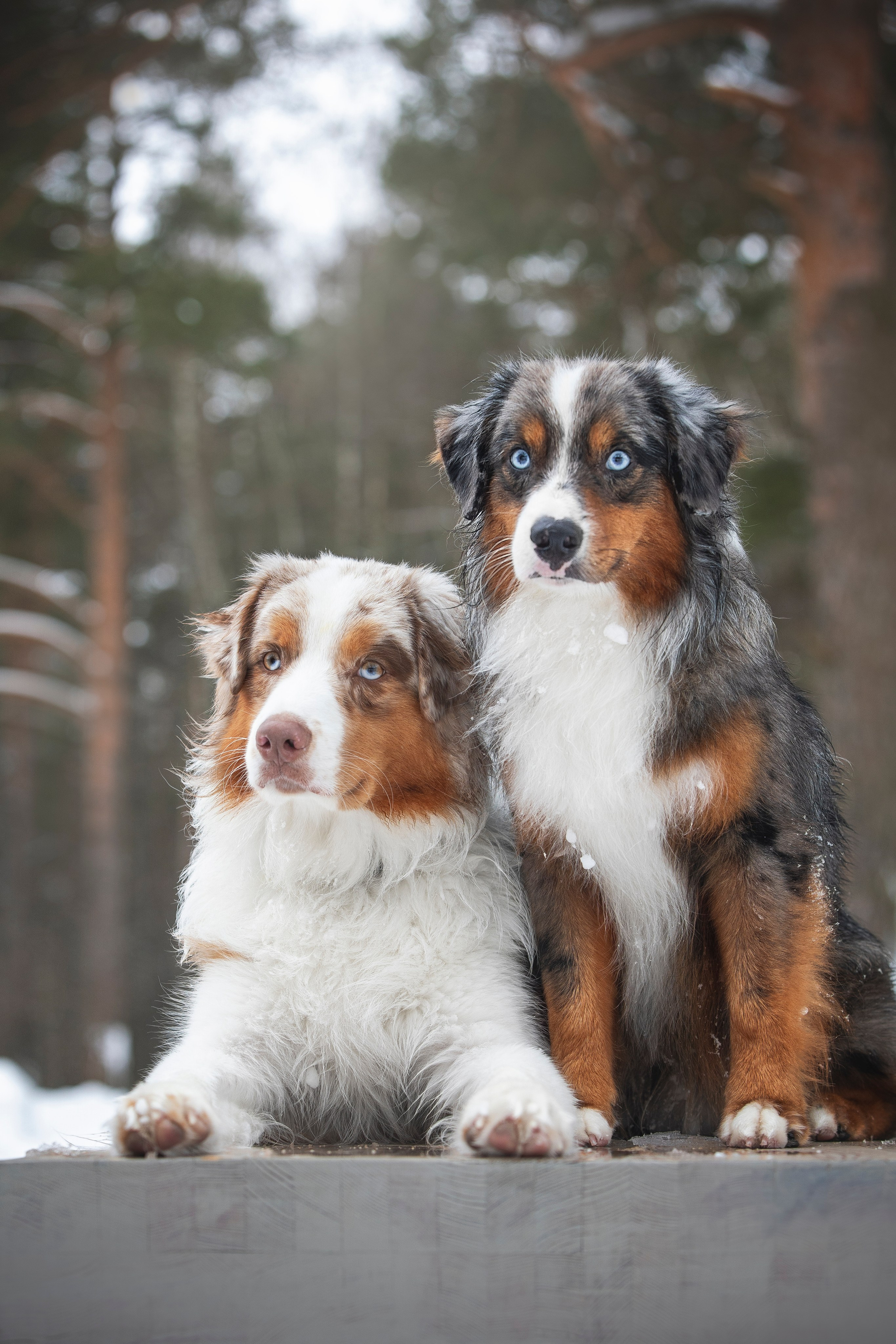 Дария, Макс, Сезам и Чили. Фотограф анималист в Москве Майорова Евгения