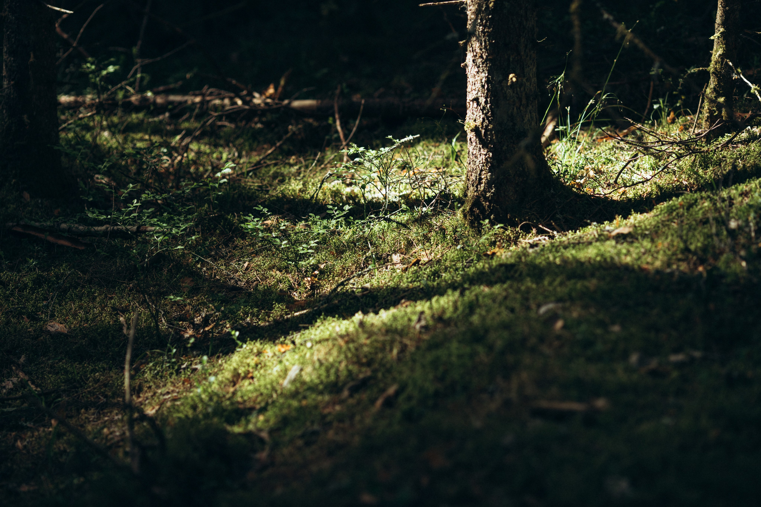 Природные пейзажи. Наталия Клевинскас портретный фотограф в Костроме