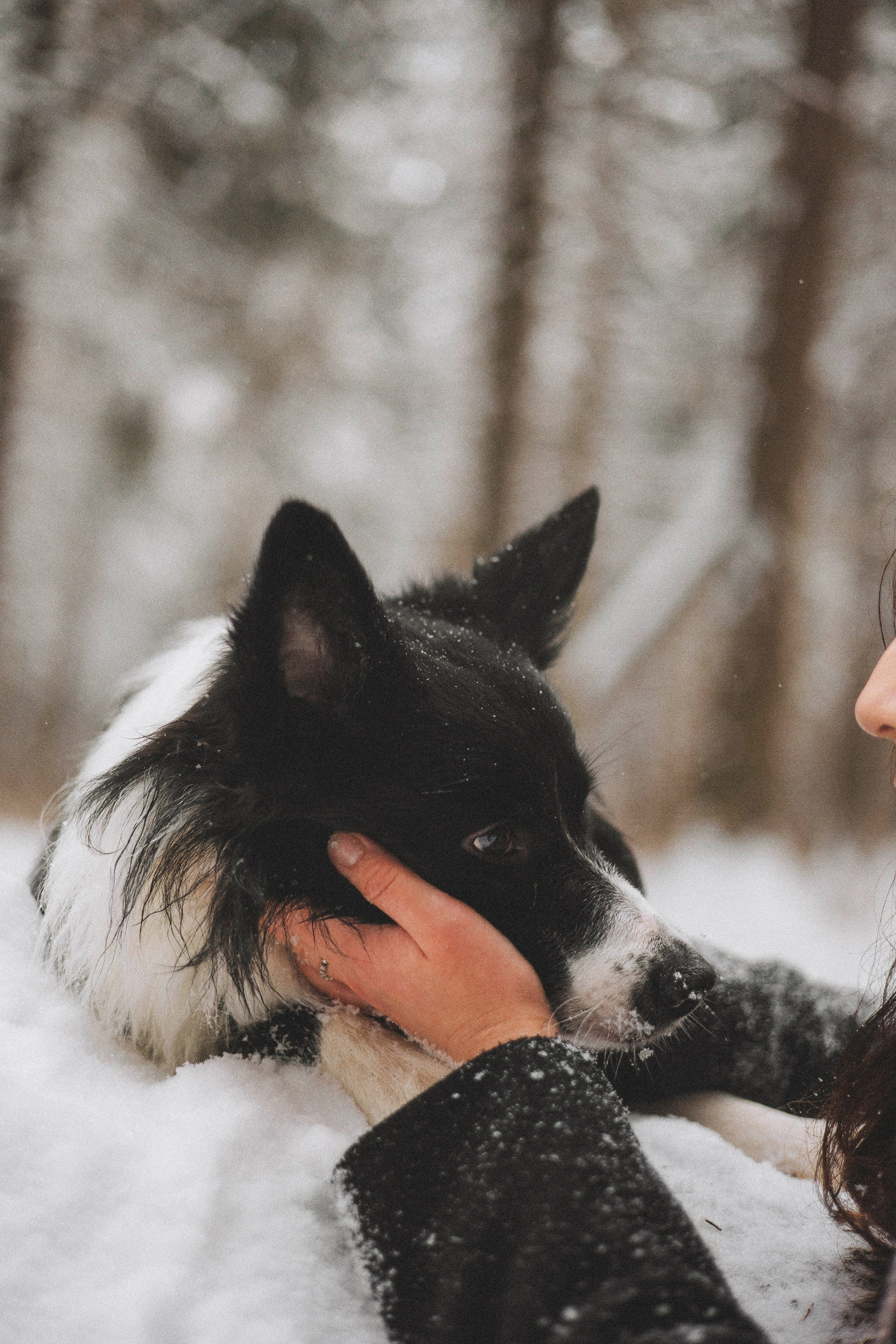 Алина и Найт. Фотограф-анималист Богданова Полина