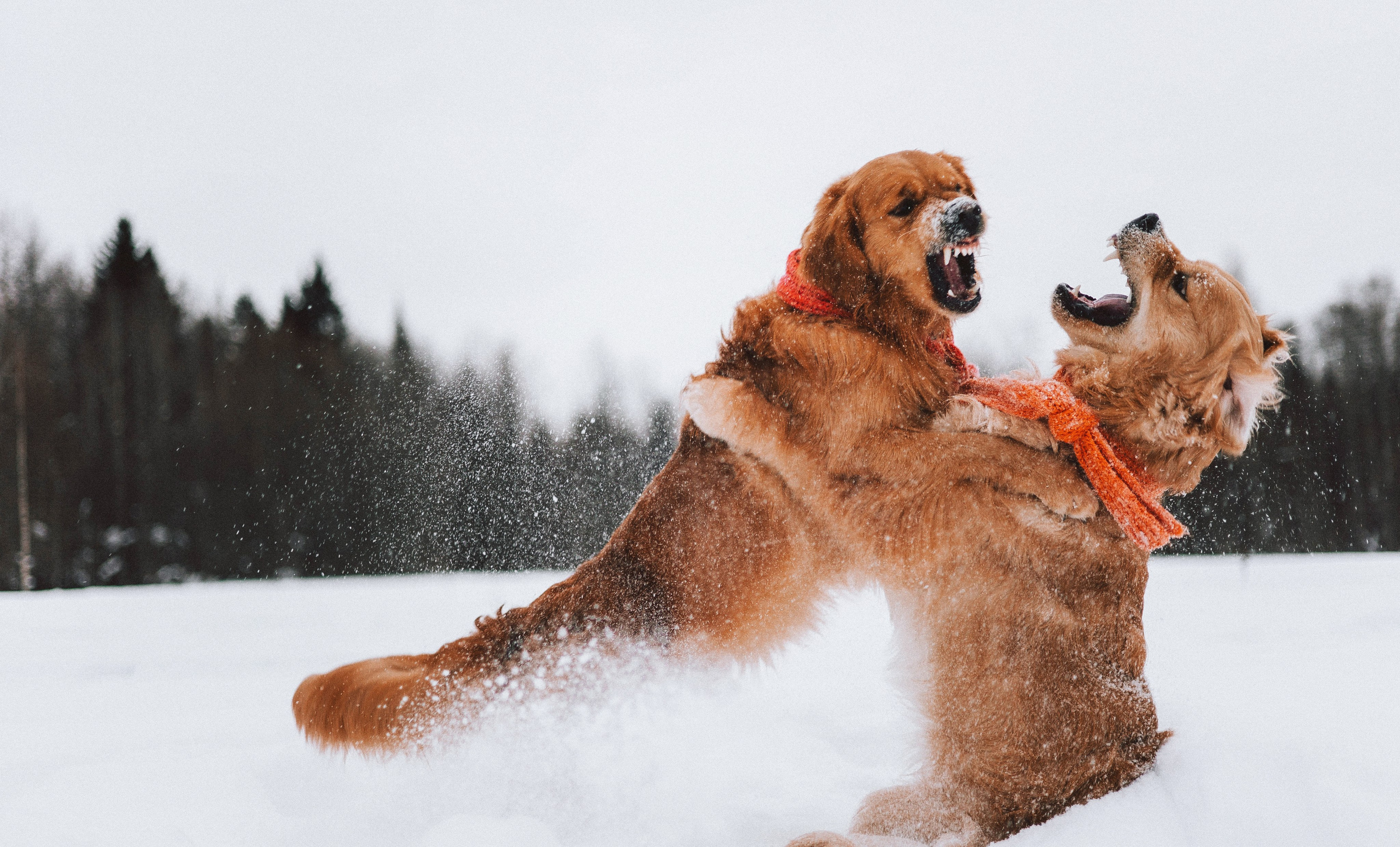 Саша, Юля, Грэй и Джой. Фотограф-анималист Богданова Полина