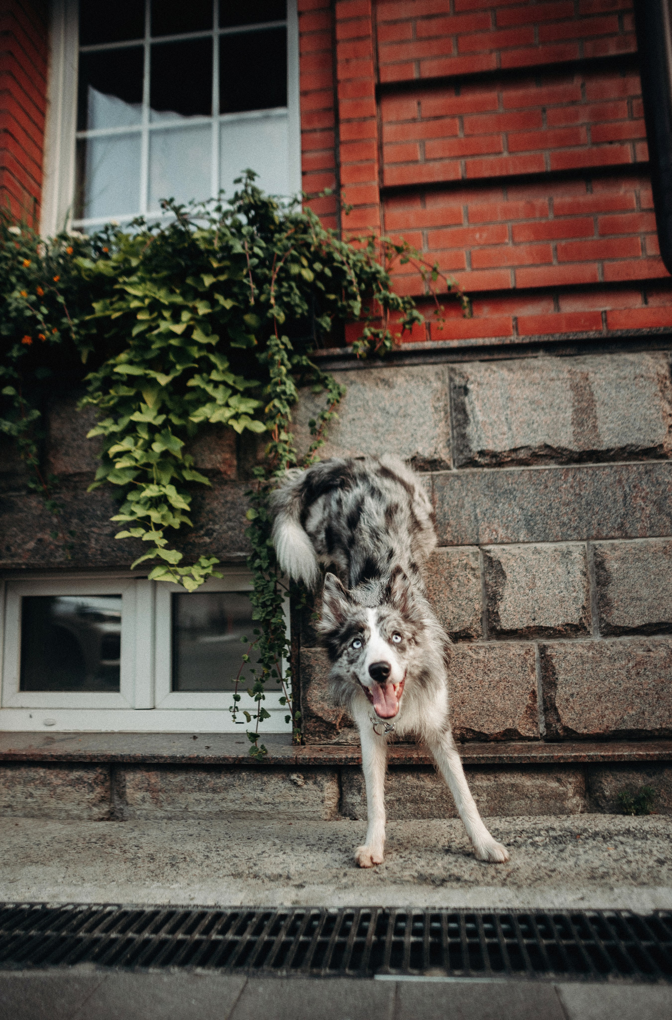 Диана и Робин. Фотограф-анималист Богданова Полина