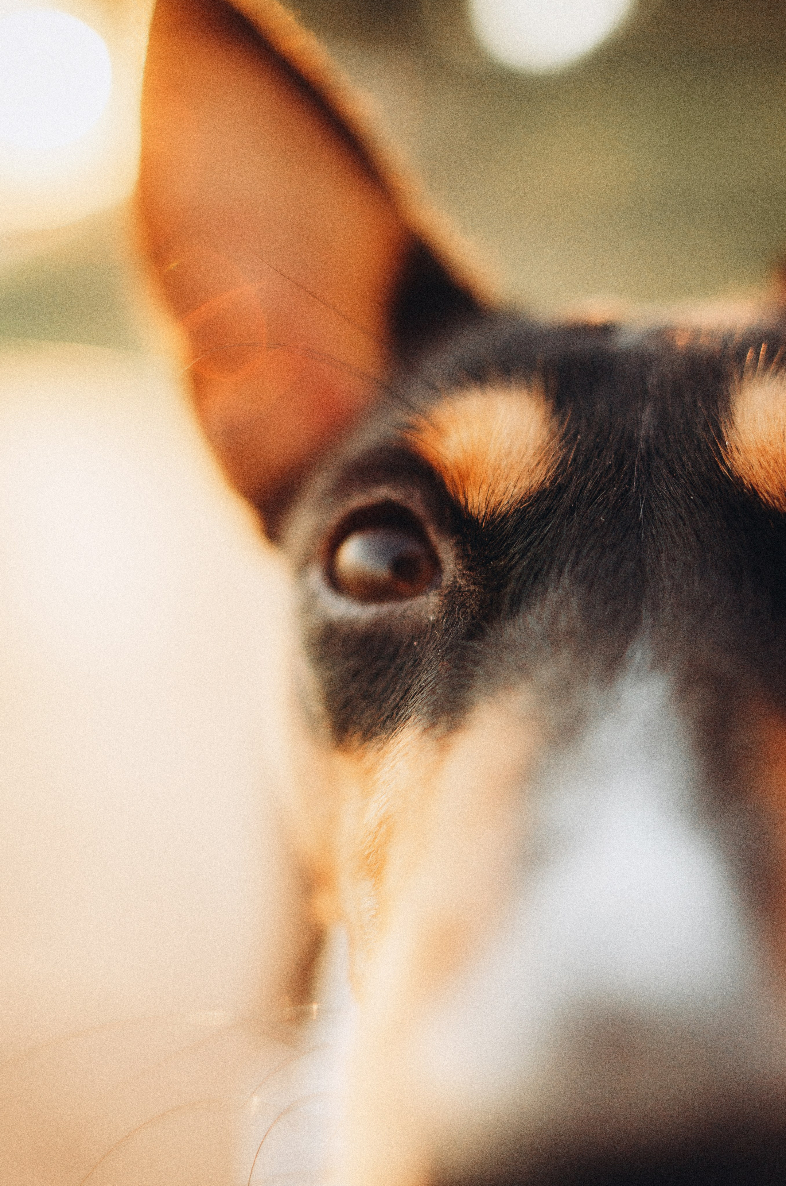 Лена, Никита и Эсма. Фотограф-анималист Богданова Полина
