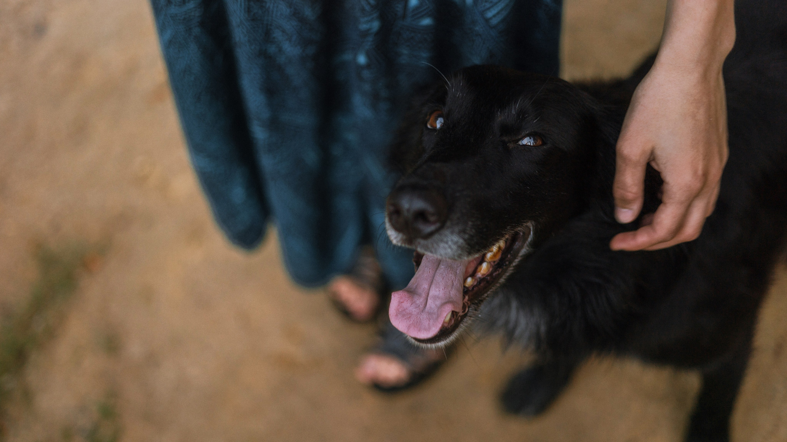Лиза и Коди. Фотограф-анималист Богданова Полина