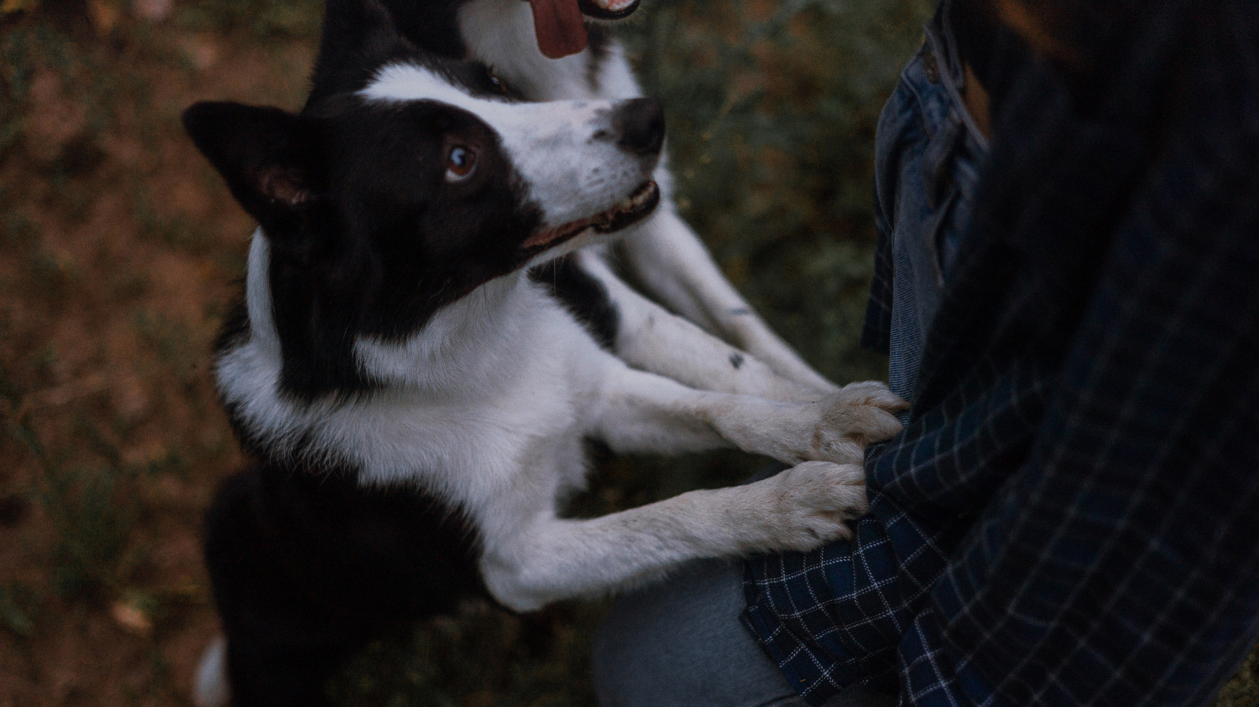 Аделя, Вандер, Шайна и Бая. Фотограф-анималист Богданова Полина