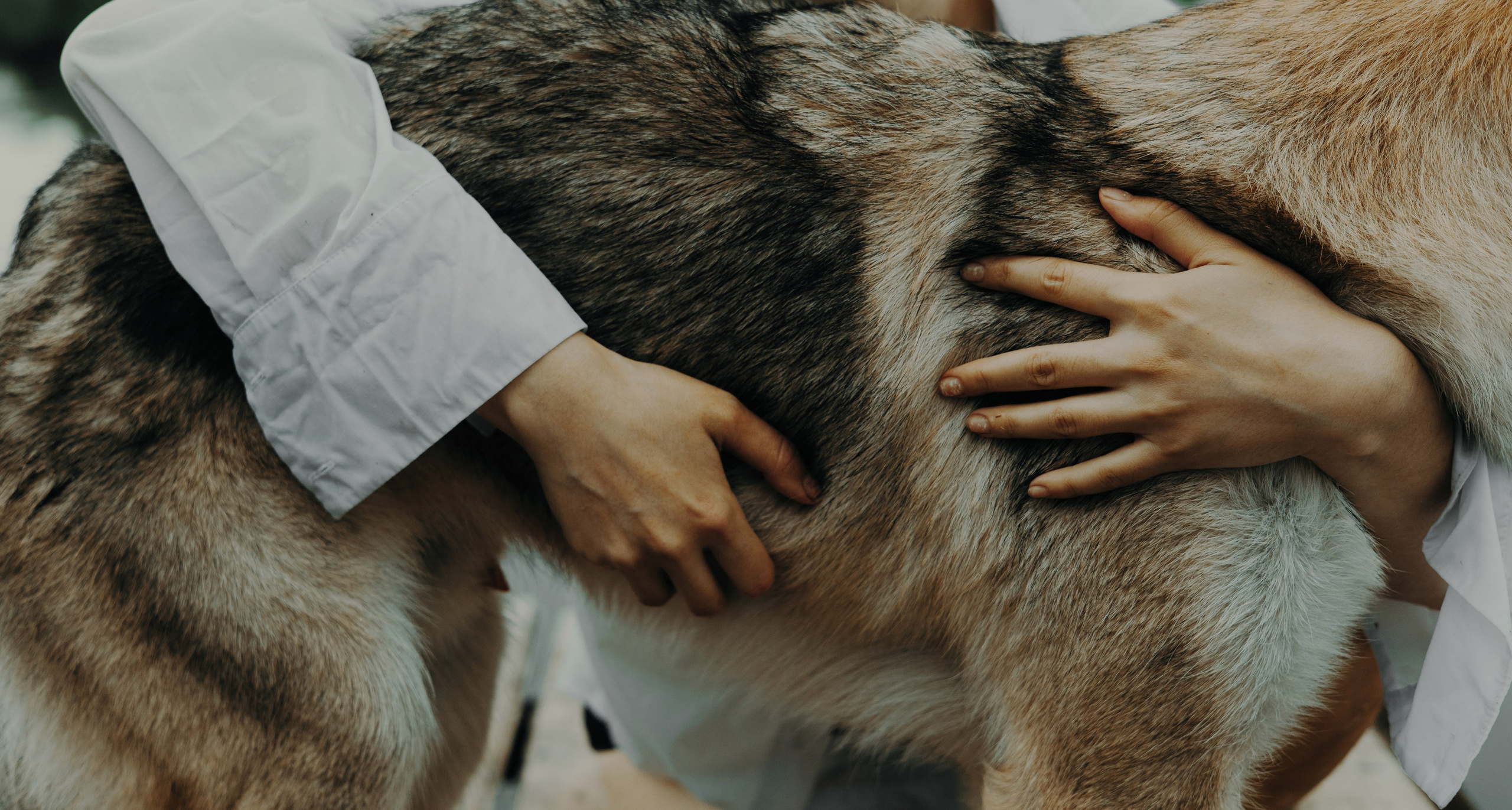 Маша и Дэрил. Фотограф-анималист Богданова Полина