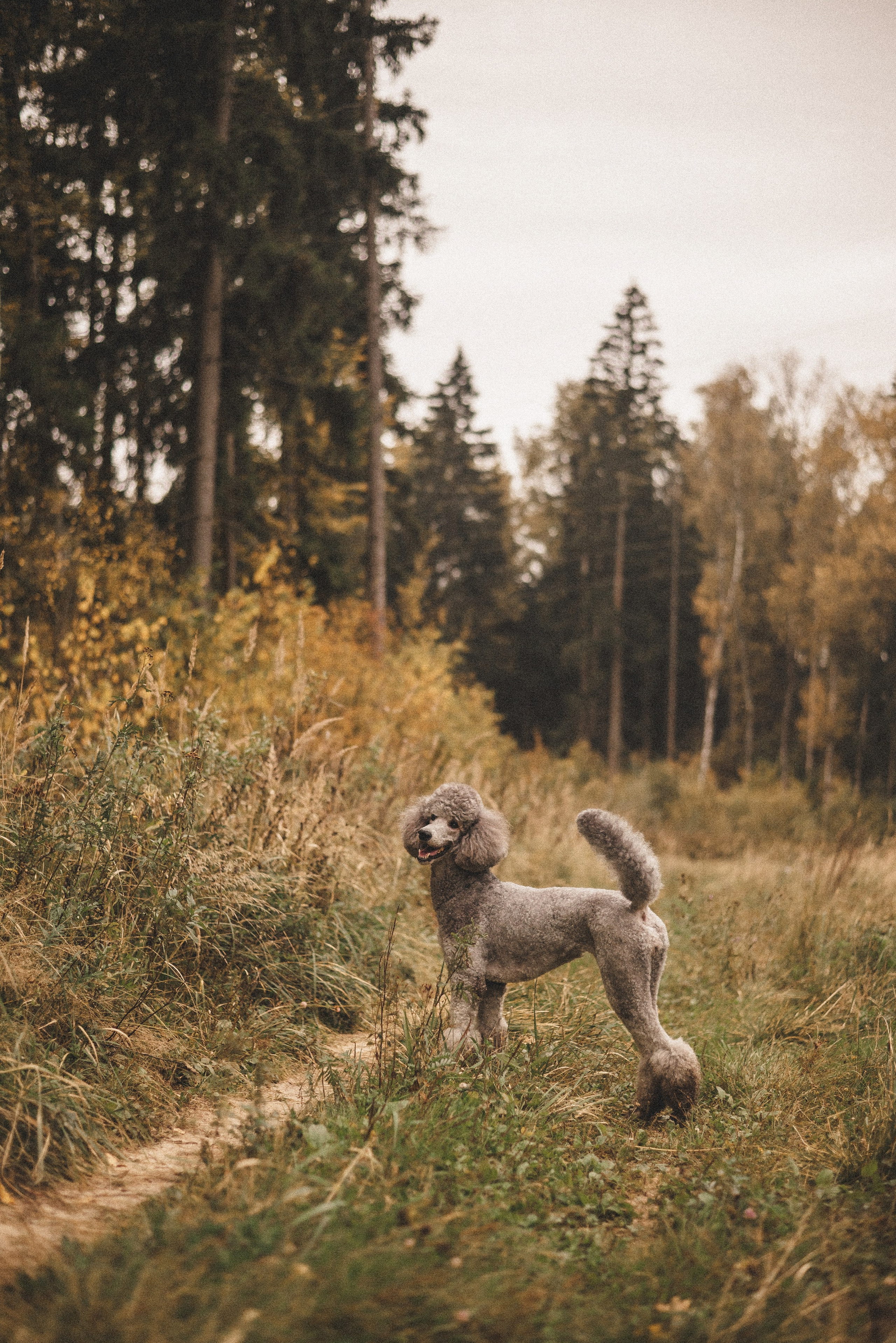 Алёна и Смоки. Фотограф-анималист Богданова Полина