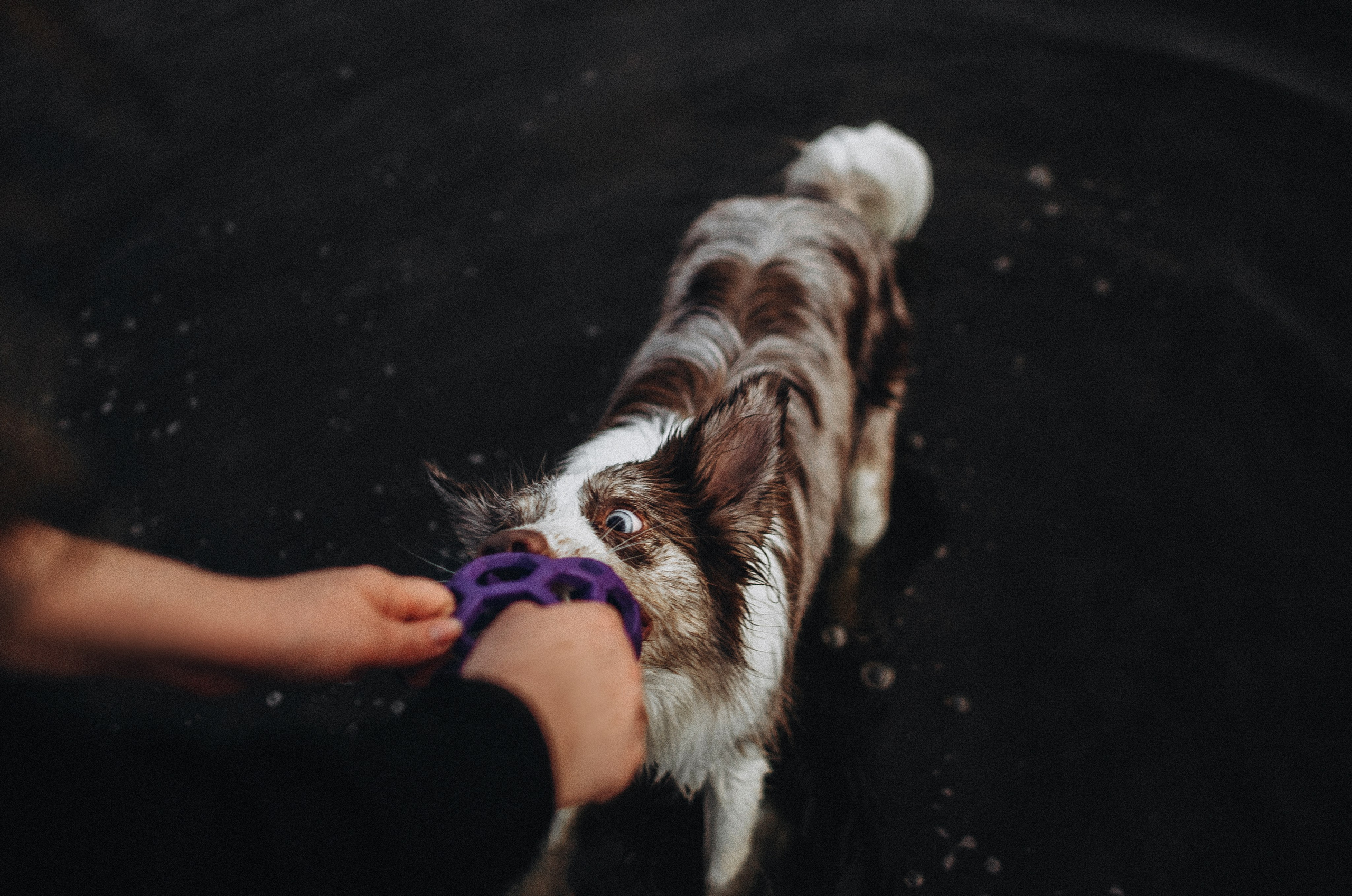 Алина и Бруна. Фотограф-анималист Богданова Полина