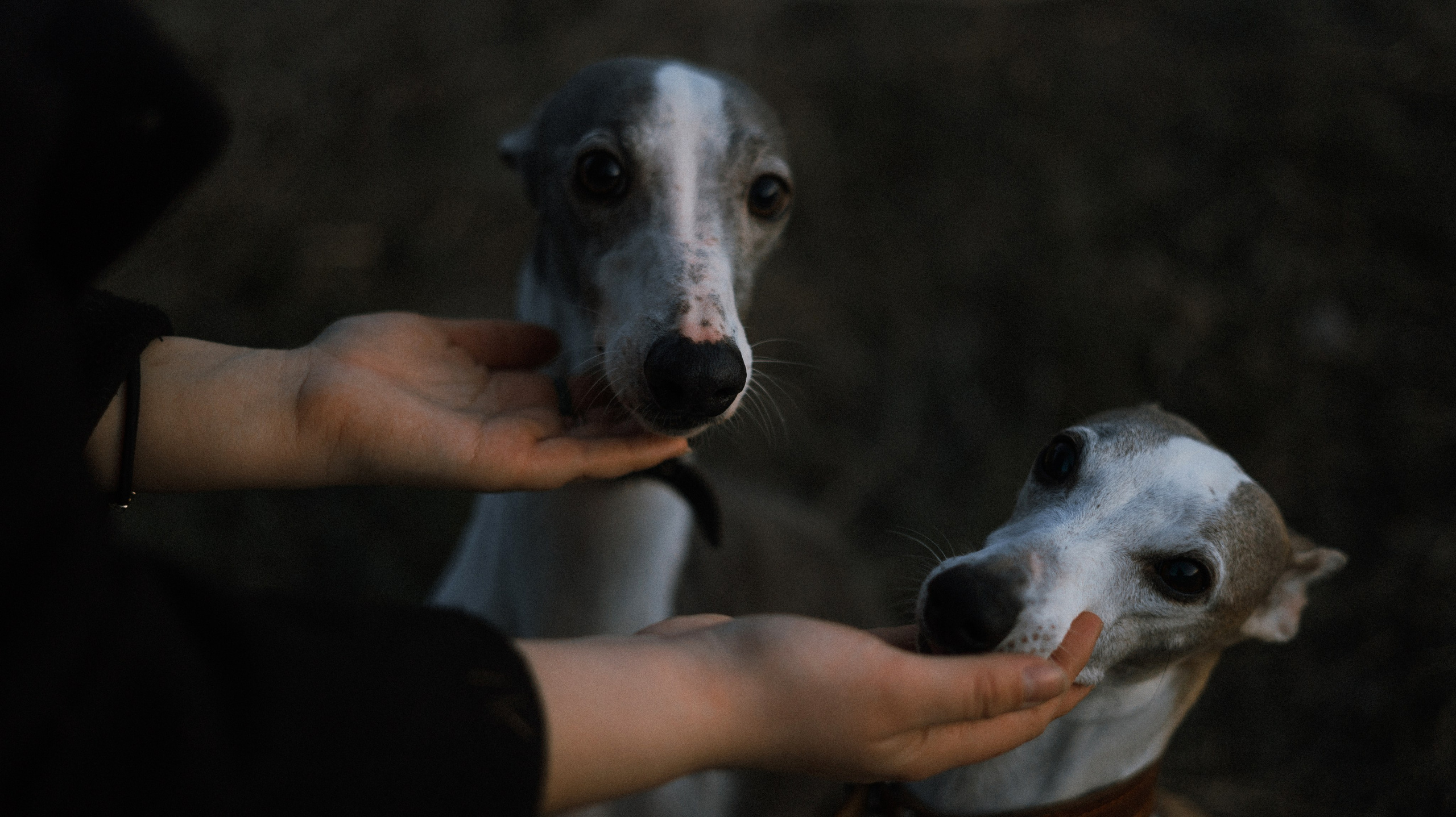 Вика, Джем и Белла. Фотограф-анималист Богданова Полина