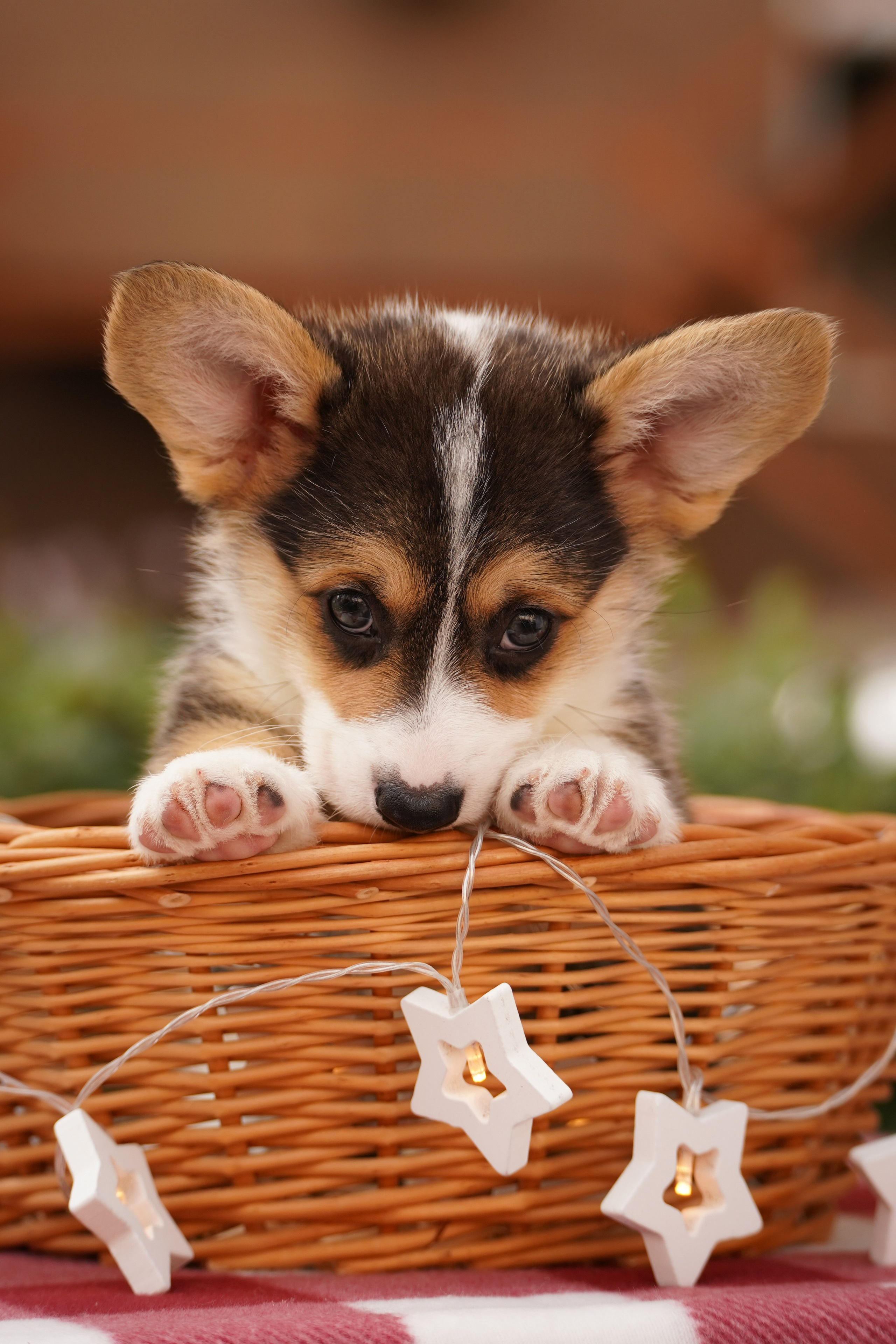 Корги. Фотограф-анималист Анастасия Большакова