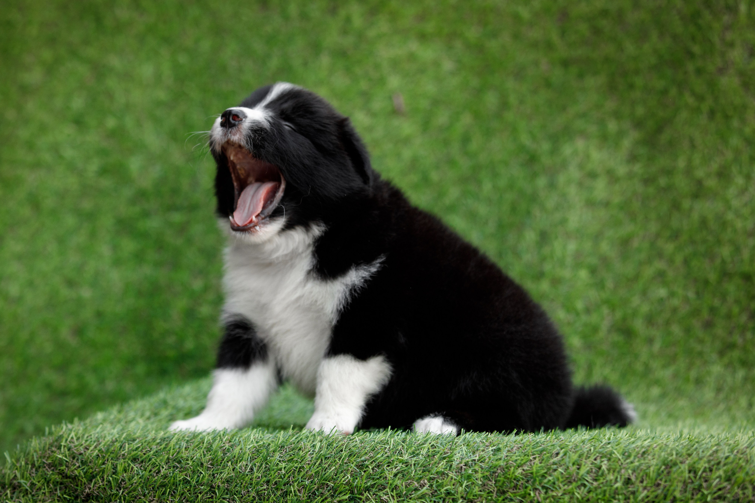 Смешарики. О нас