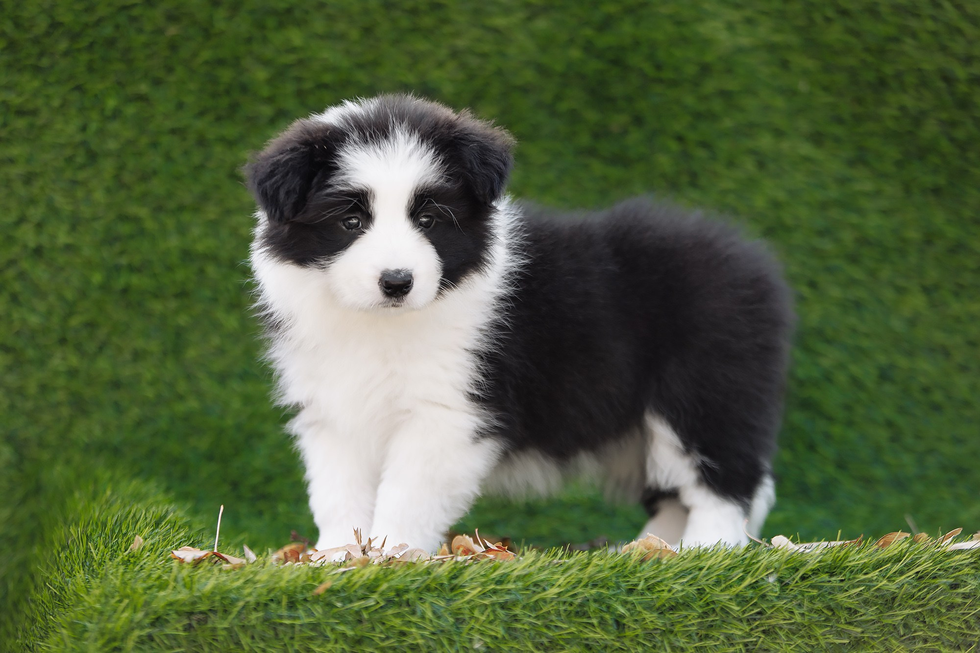 Новый лист. О нас