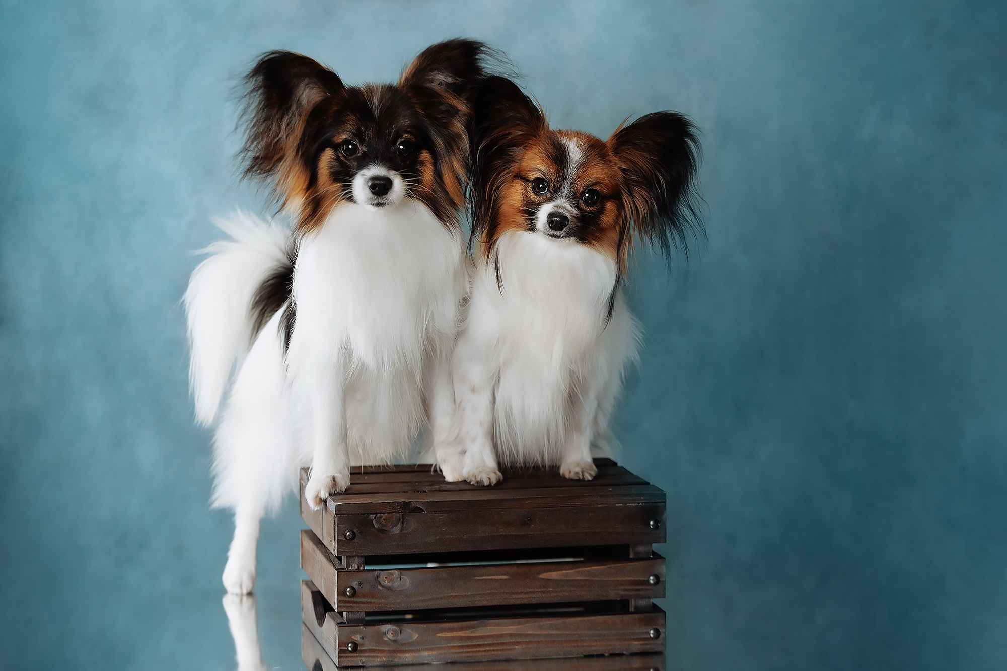 Синева. О нас