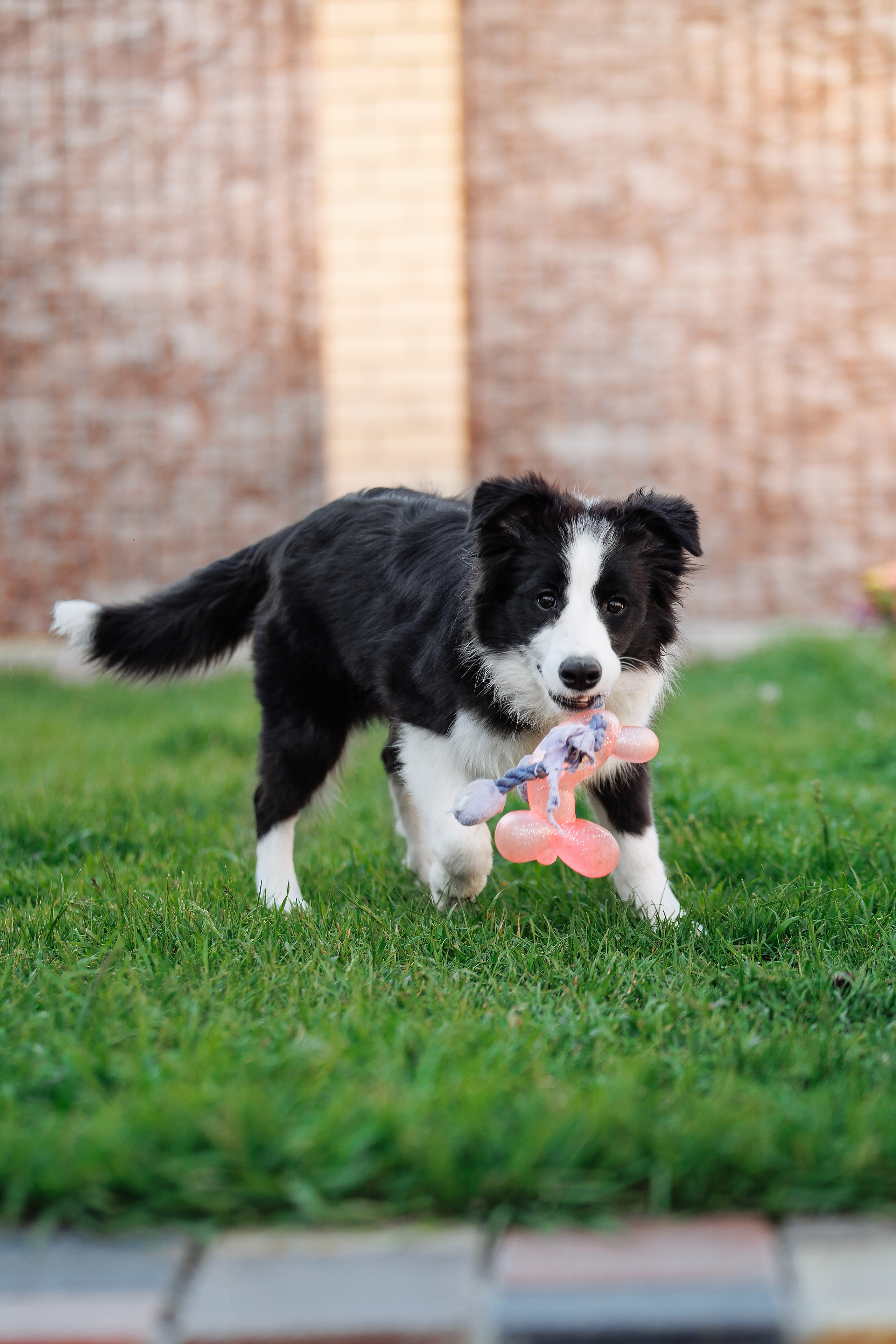 Пушистое. О нас