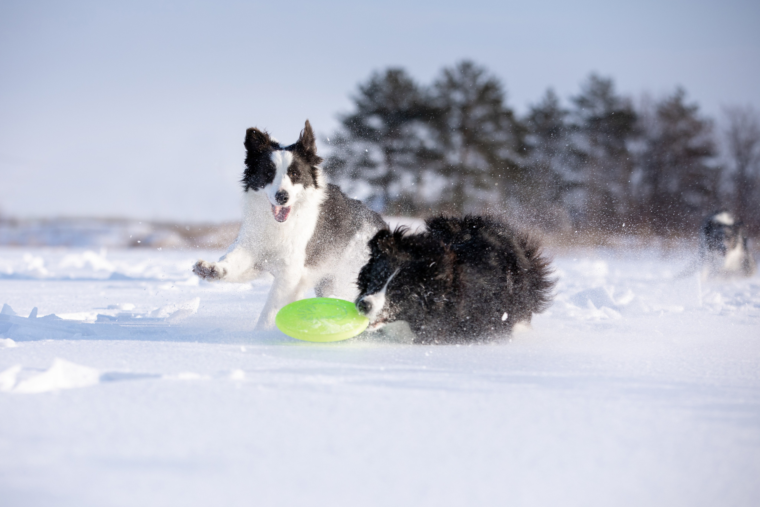 Мороз и солнце. О нас