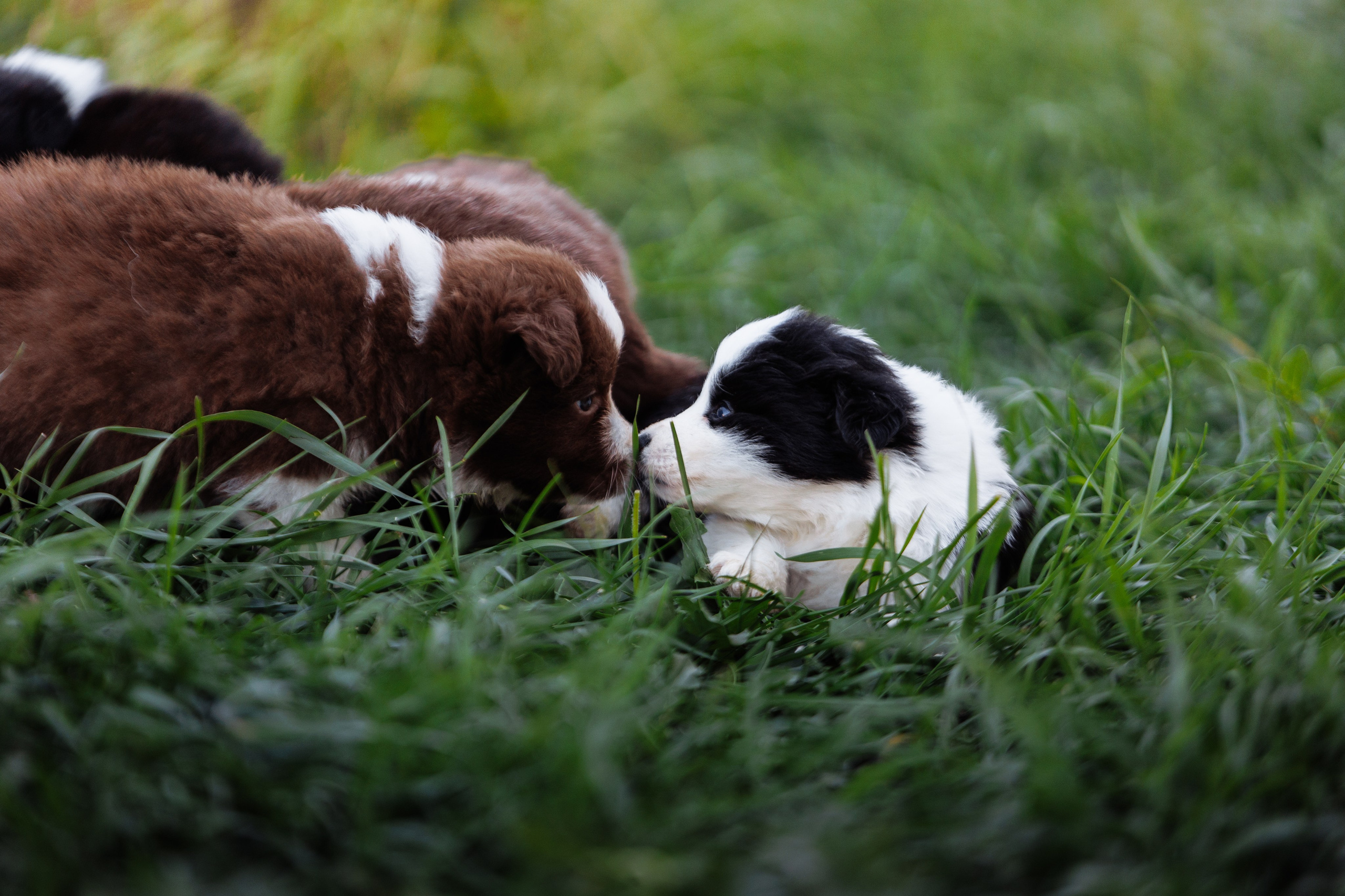 МММ — маленькое мягкое милое. О нас