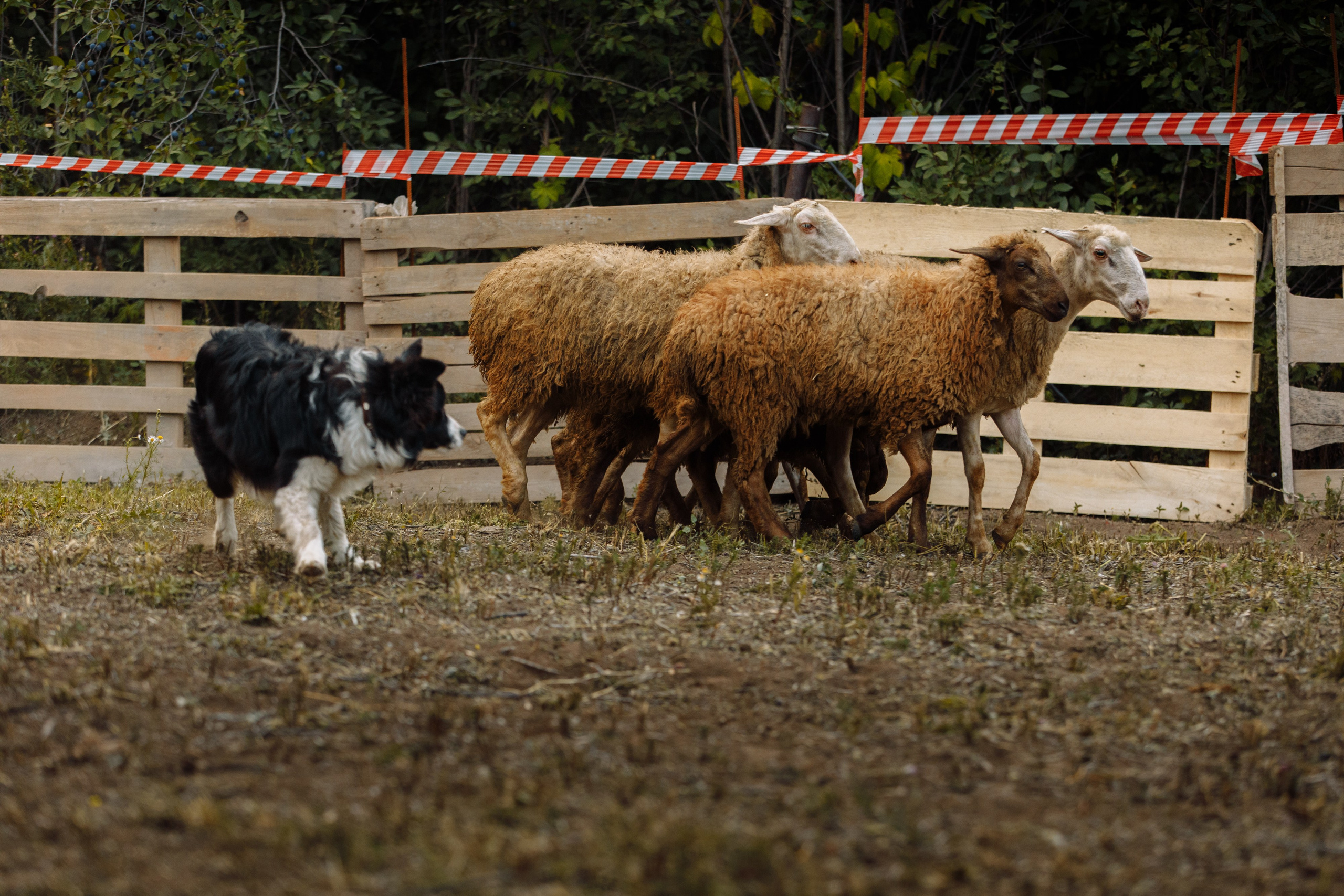 Овечий день. О нас