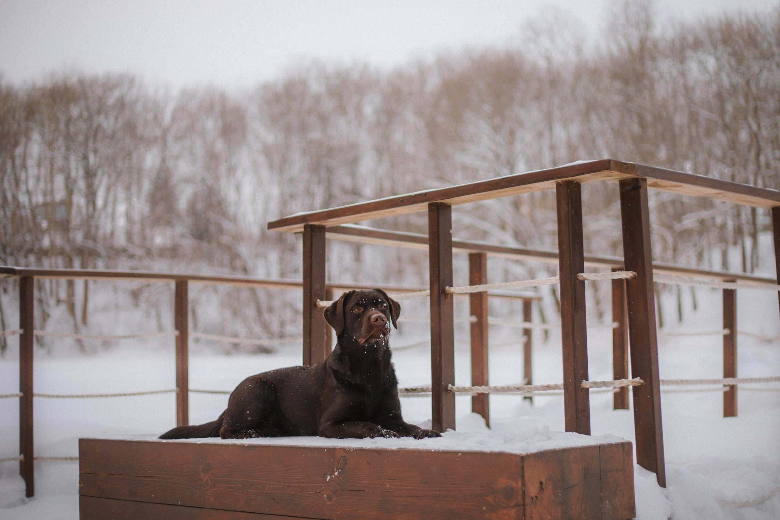 Йоло и Акира. Фотограф анималист Кузнецова Анна Нижний Новгород