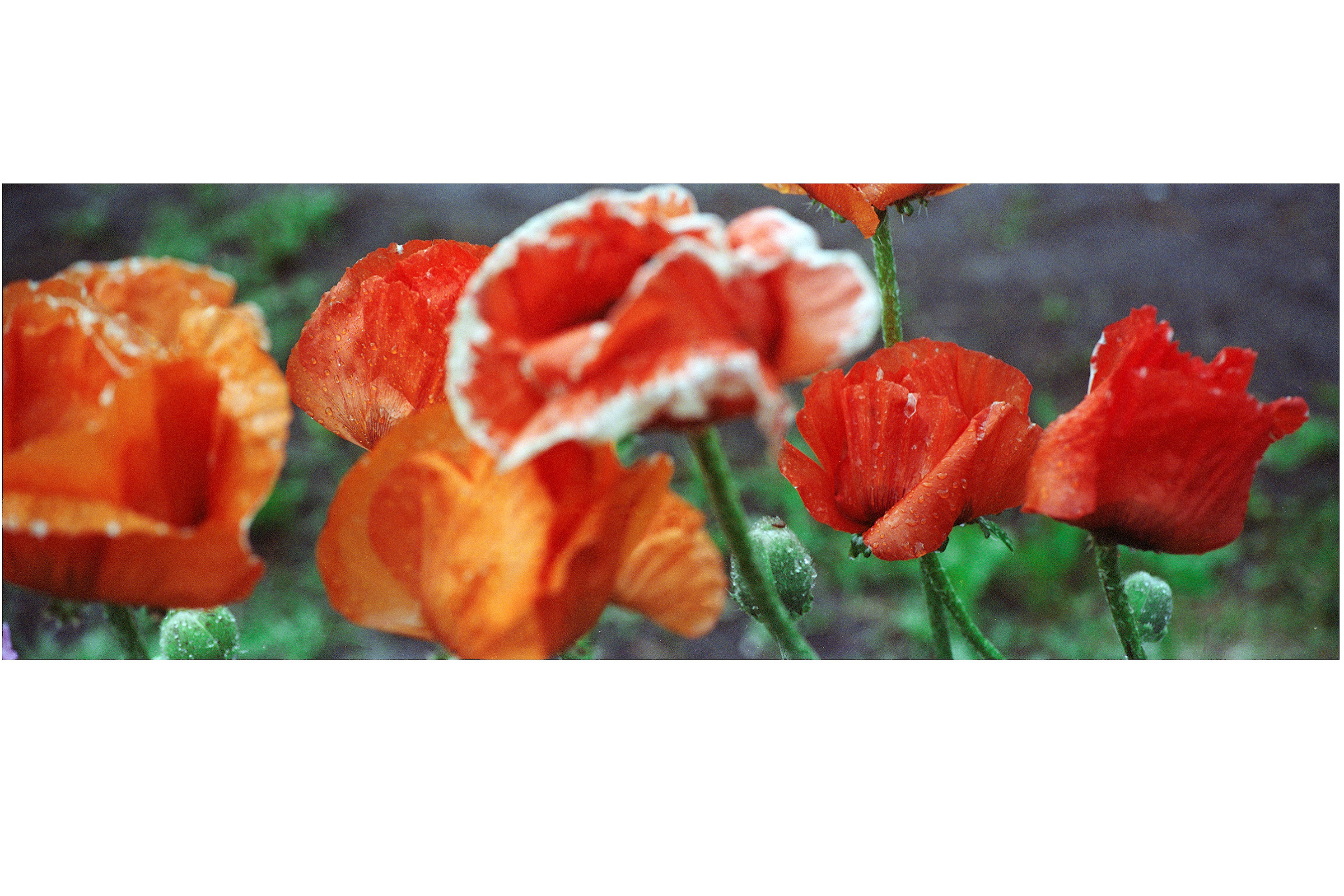 Фотохудожник Александр Мец