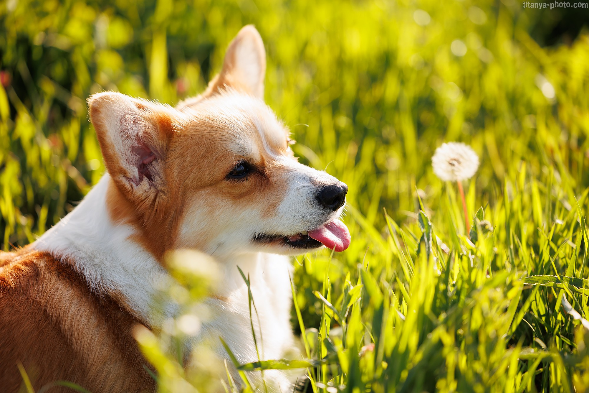 Корги Тесла. Фотограф собак, фотограф-анималист Аня Титова (Titanya). Москва