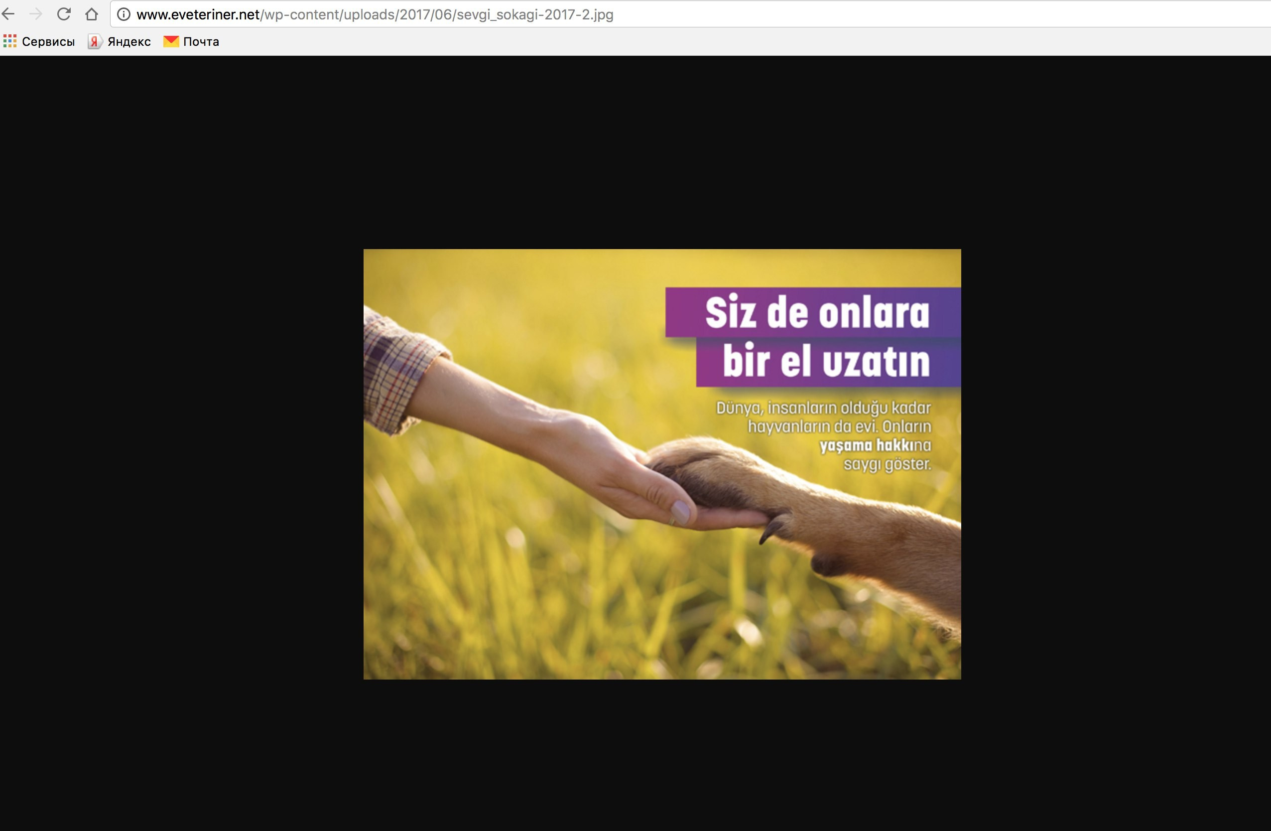 О фотографе TitAnya. Фотограф собак, фотограф-анималист Аня Титова (Titanya). Москва