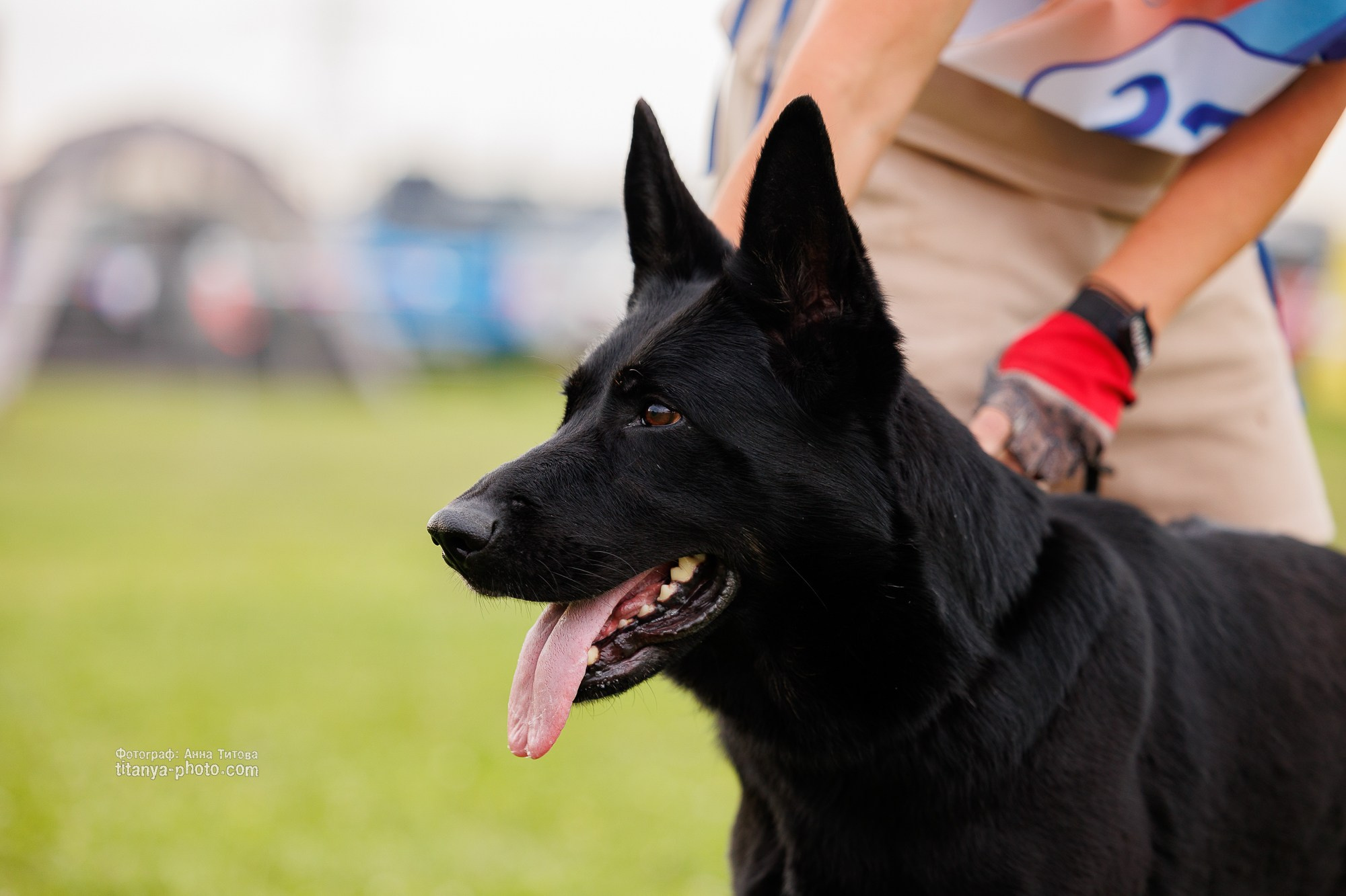Немецкие овчарки: фото из рингов и вне ринга, мутпроба (фотографии с выставок). Фотограф собак, фотограф-анималист Аня Титова (Titanya). Москва