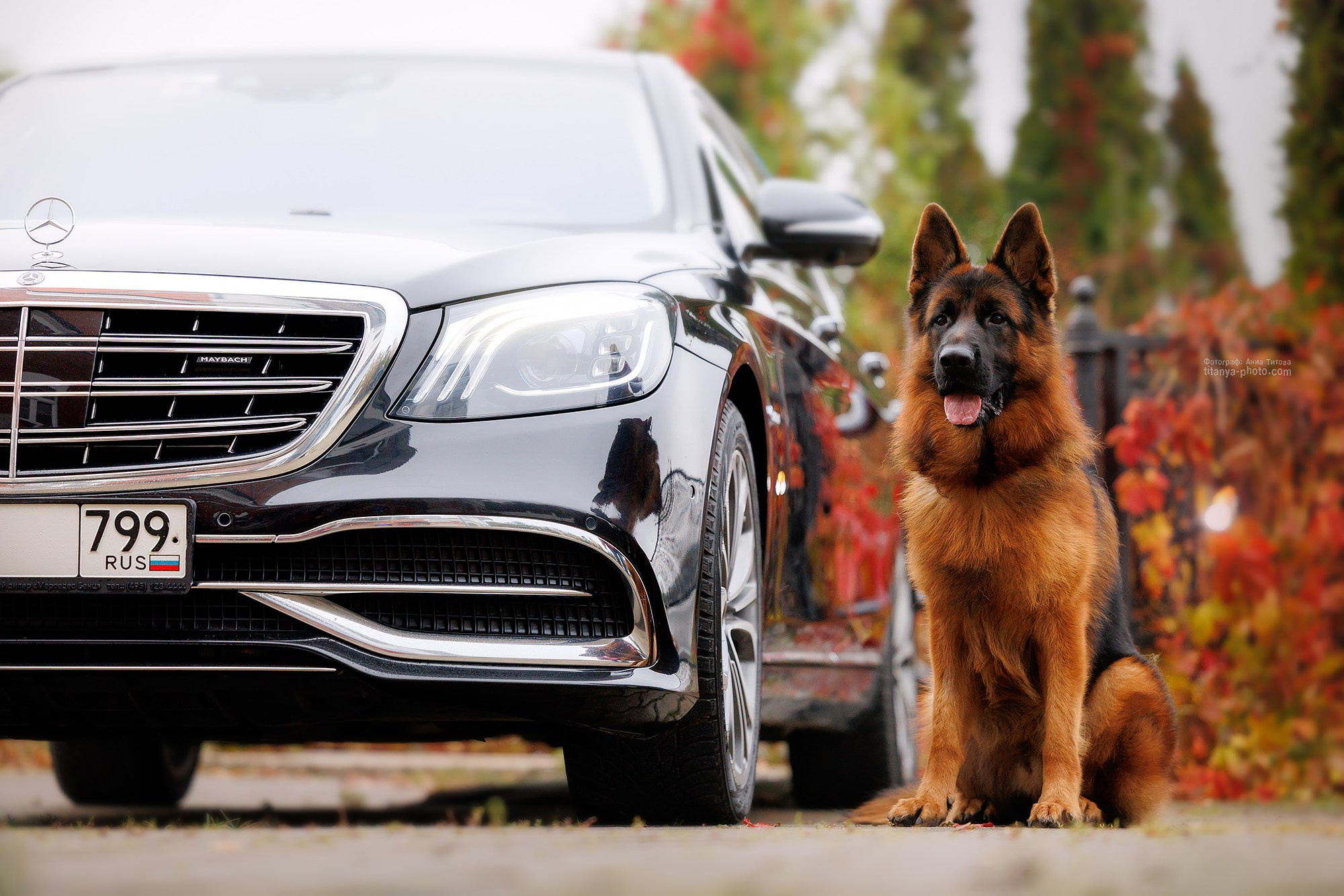 Фото немецких овчарок. Фотограф собак, фотограф-анималист Аня Титова (Titanya). Москва