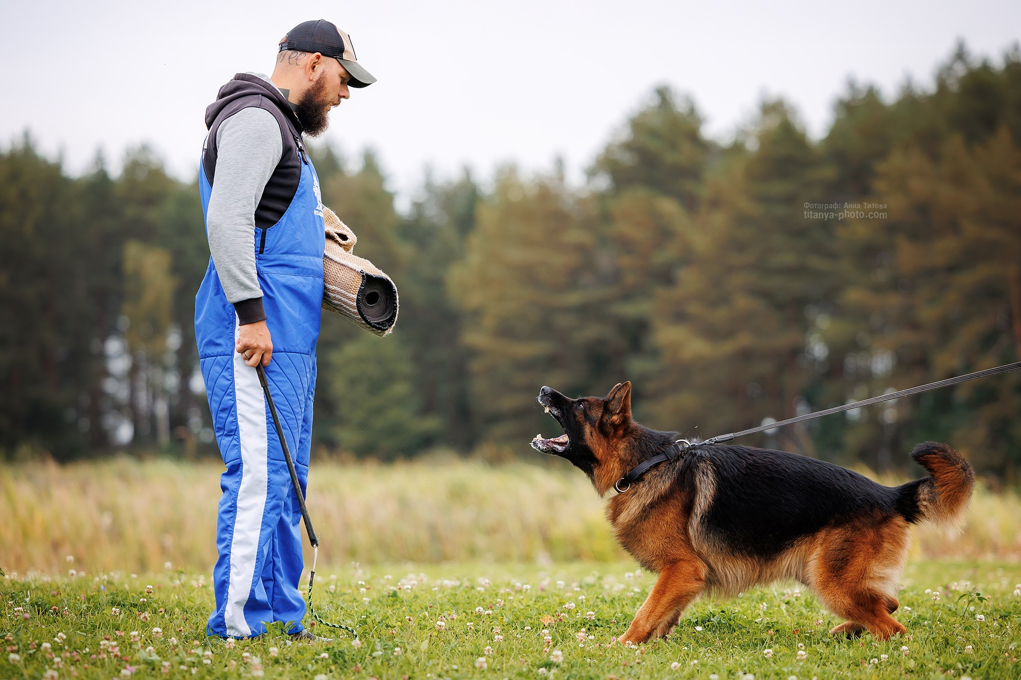 Тренировка по защите в питомнике немецких овчарок «Легенда Волги». Фотограф собак, фотограф-анималист Аня Титова (Titanya). Москва