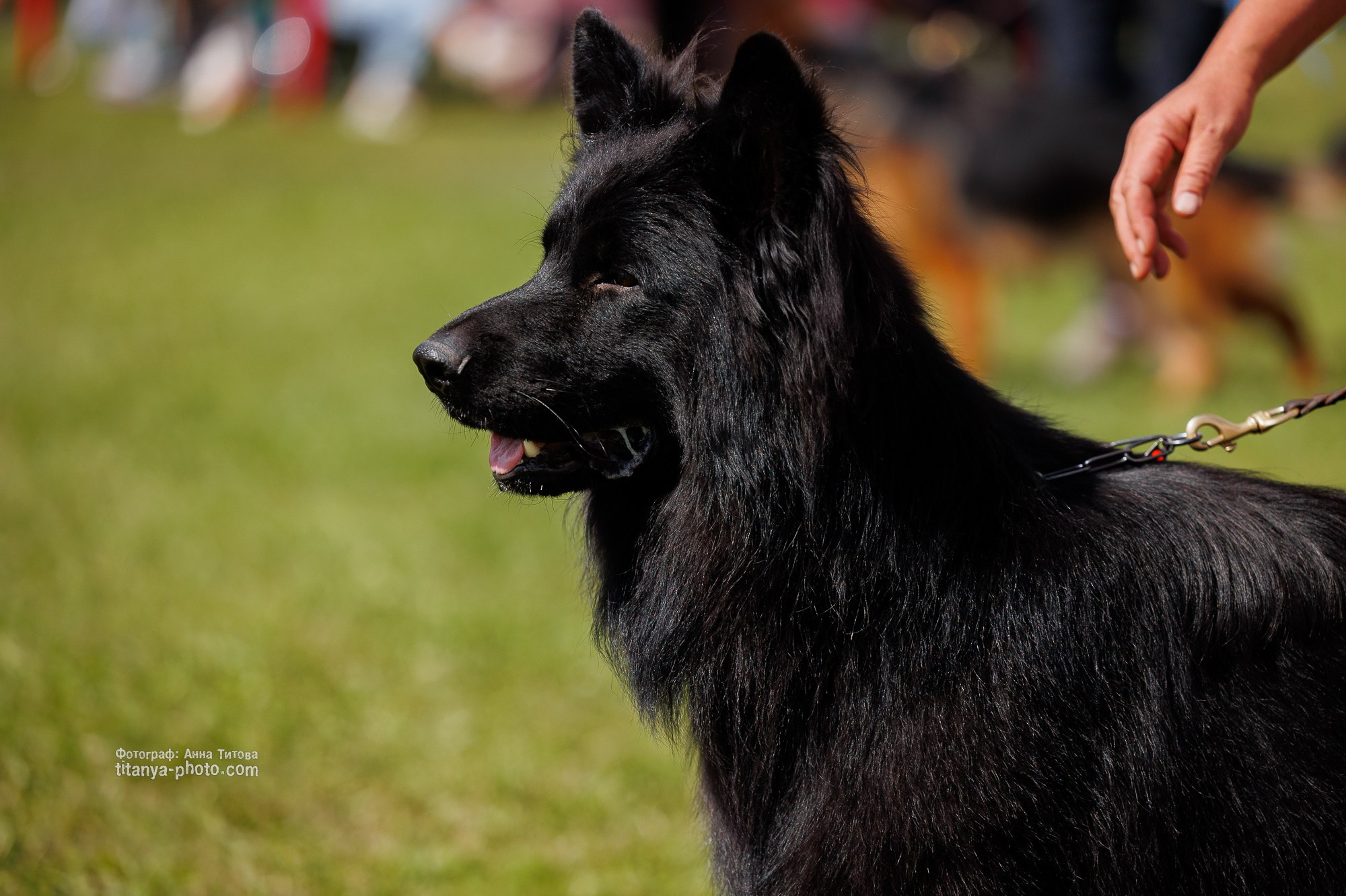 Немецкие овчарки: фото из рингов и вне ринга, мутпроба (фотографии с выставок). Фотограф собак, фотограф-анималист Аня Титова (Titanya). Москва