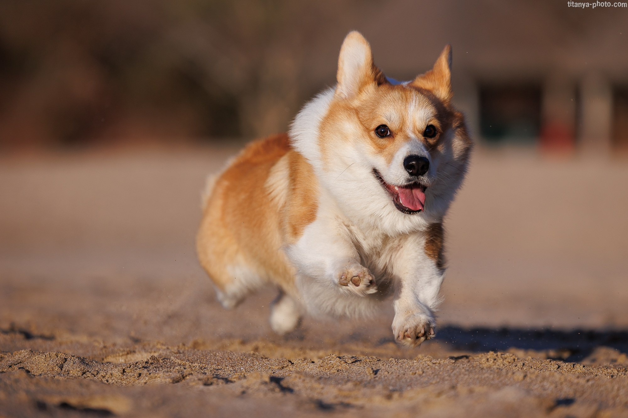 Тесла и Тихий океан. Фотограф собак, фотограф-анималист Аня Титова (Titanya). Москва